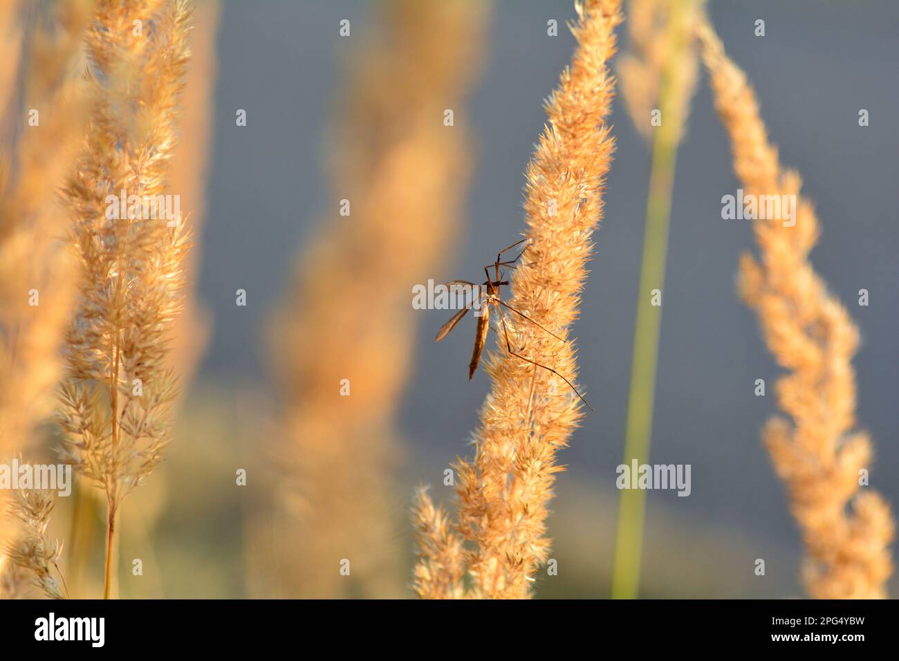 Grand crâne ( Tipulidae ) à la lumière du soleil sur une plante Banque D'Images