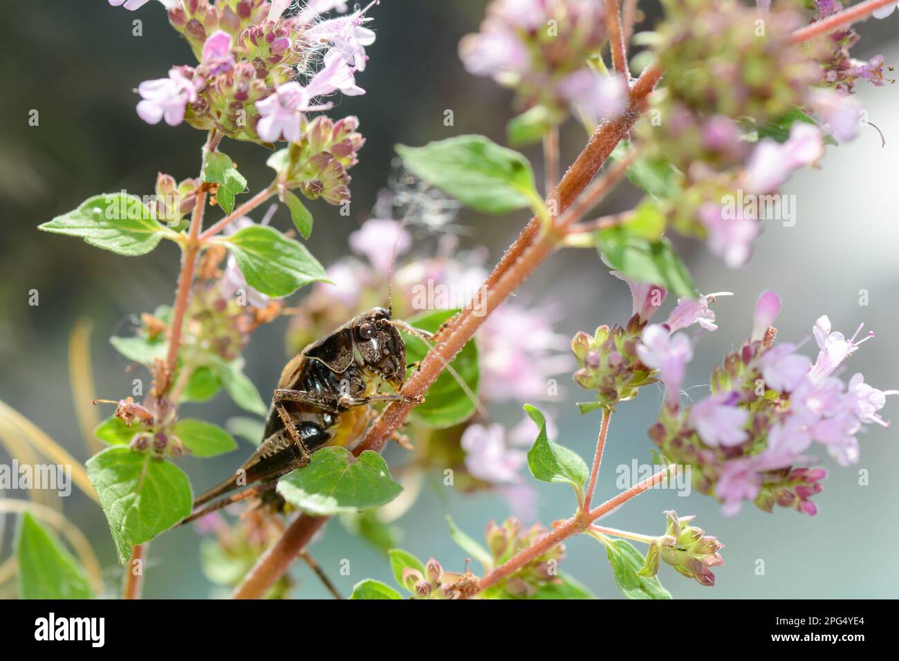 Le cricket commun du Bush ( Pholidoptera griseoaptera ) sur une plante Banque D'Images