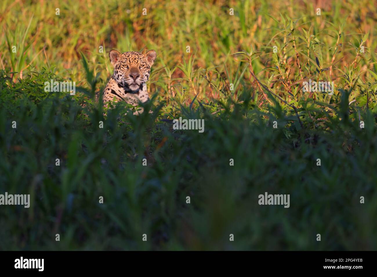 Une Jaguar adulte (Panthera oca) se détendant au bord de la rivière Cuiaba dans le Pantanal, Mato Grosso, Brésil Banque D'Images