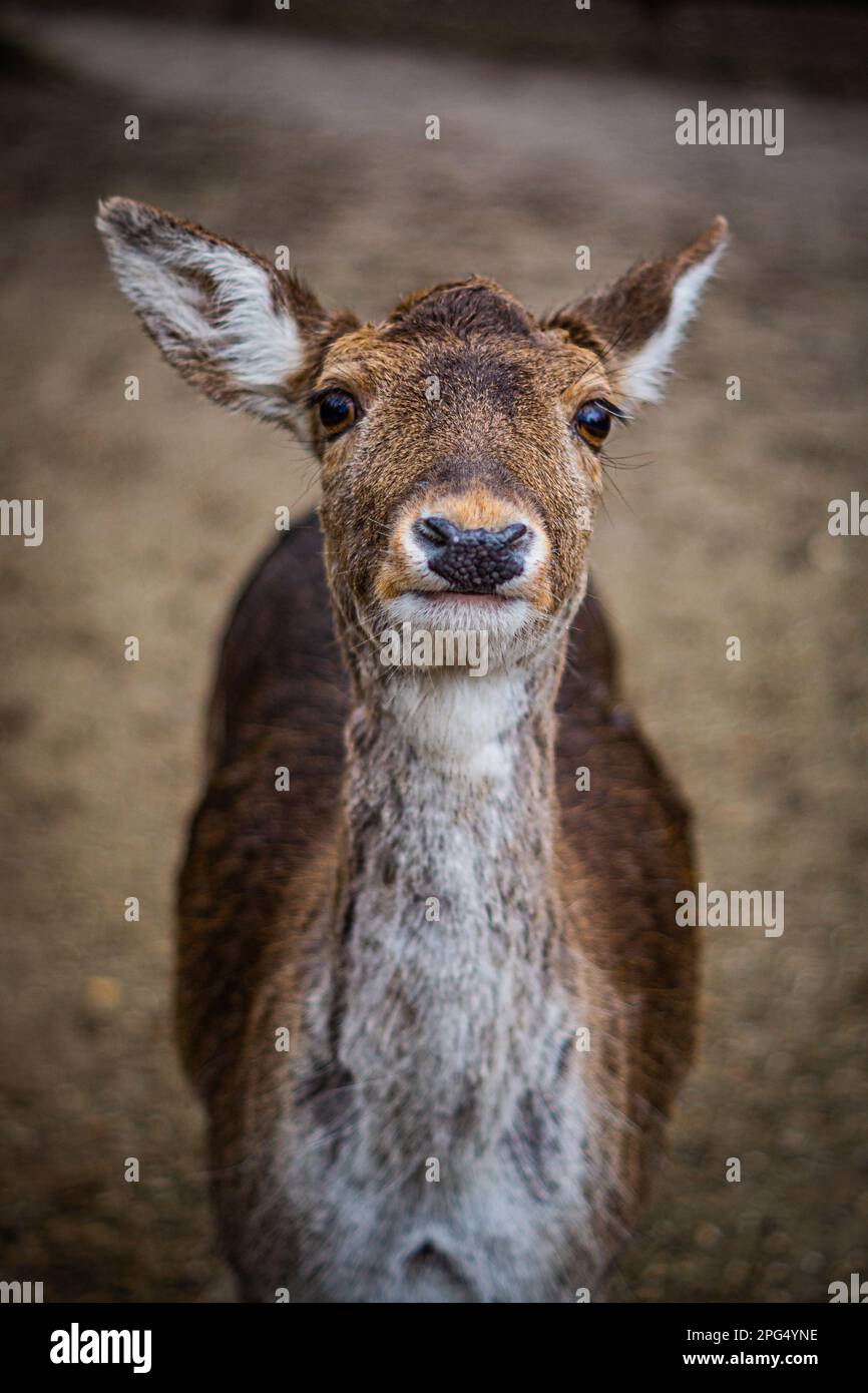 Regardez le visage d'un cerf Banque D'Images