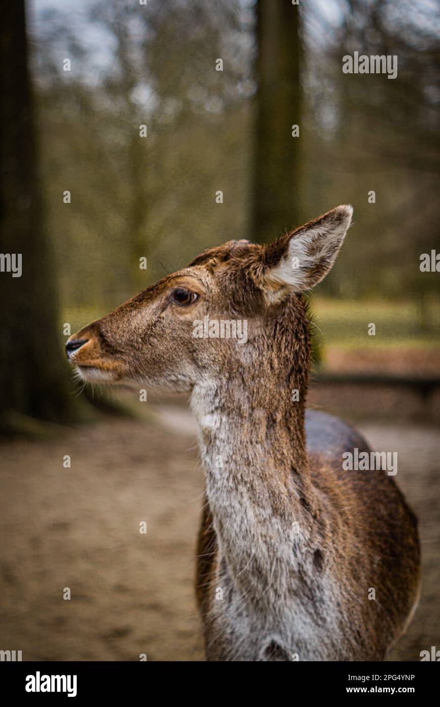 Regardez le visage d'un cerf Banque D'Images