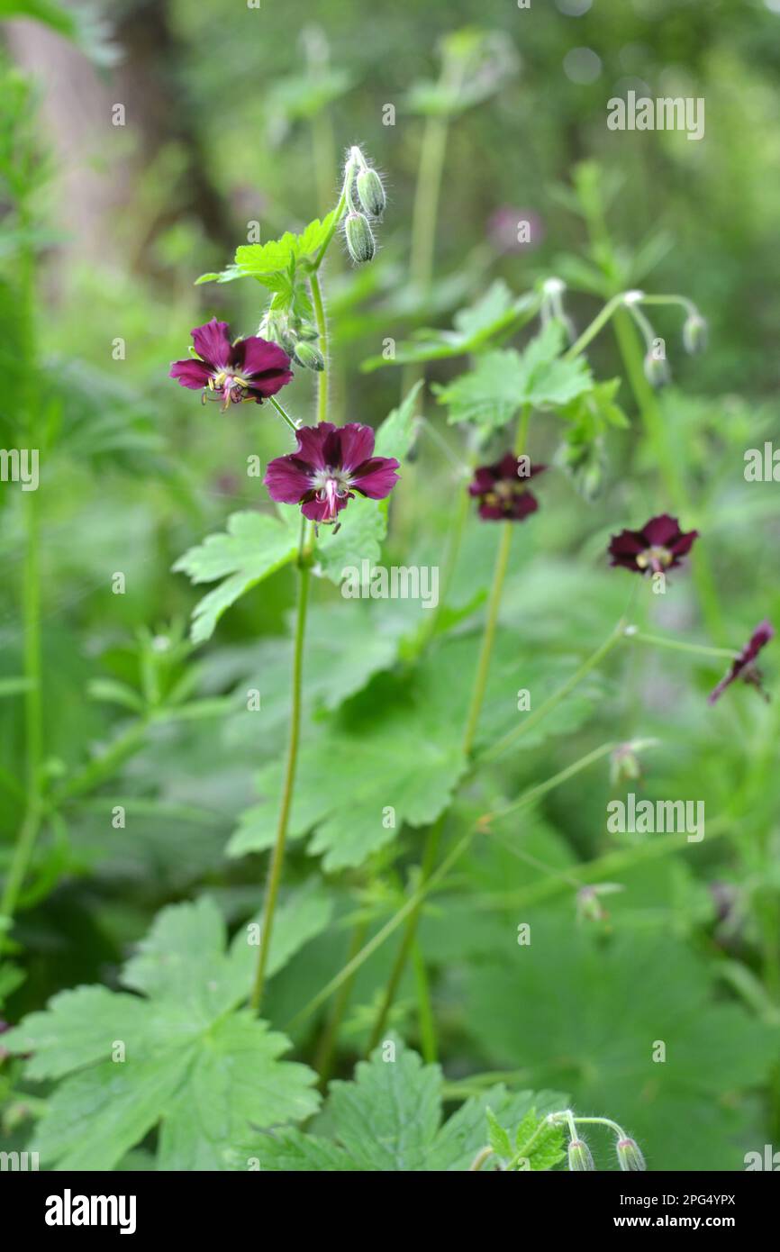 Dans la nature dans la forêt de printemps Geranium phaeum fleurs Banque D'Images
