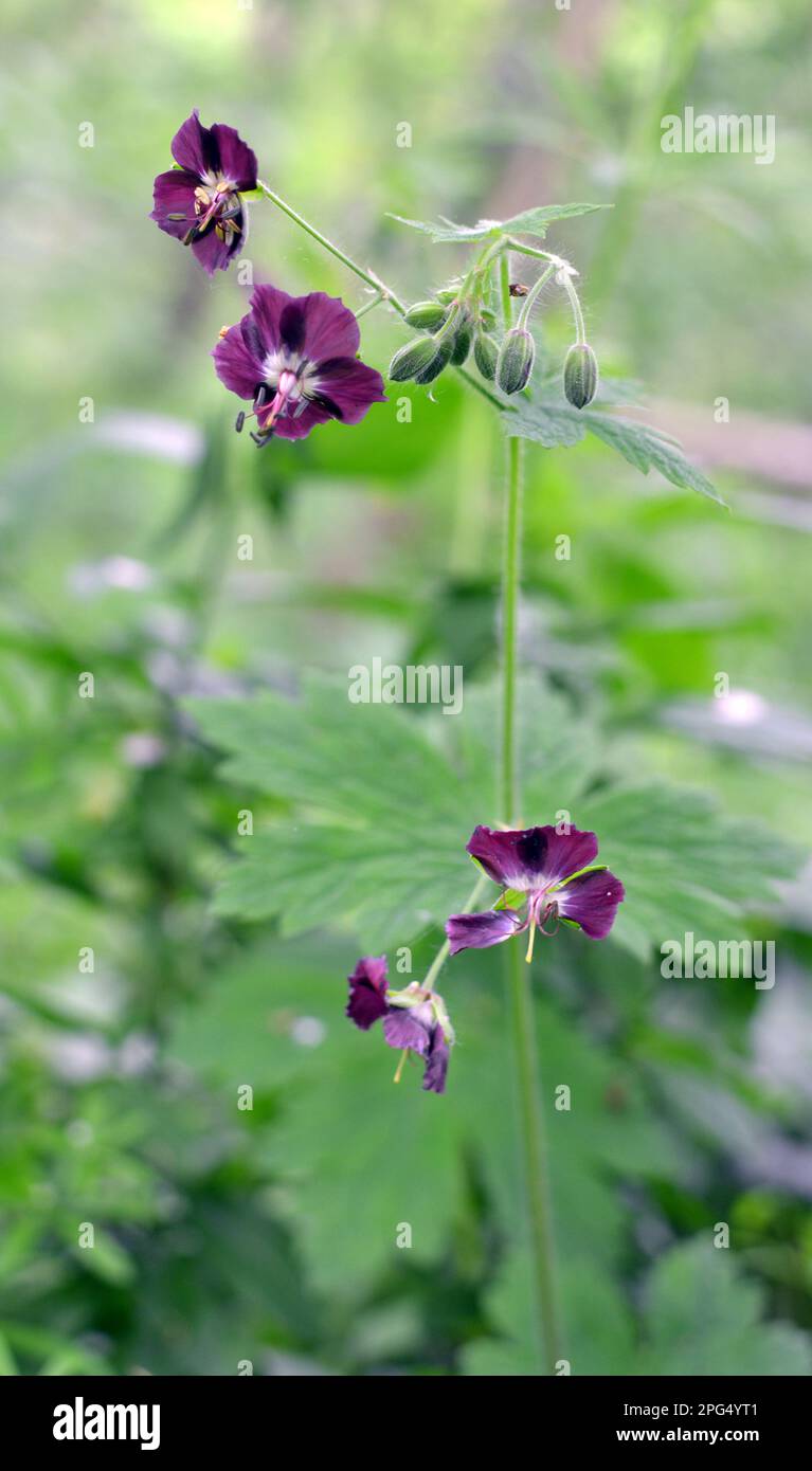 Dans la nature dans la forêt de printemps Geranium phaeum fleurs Banque D'Images
