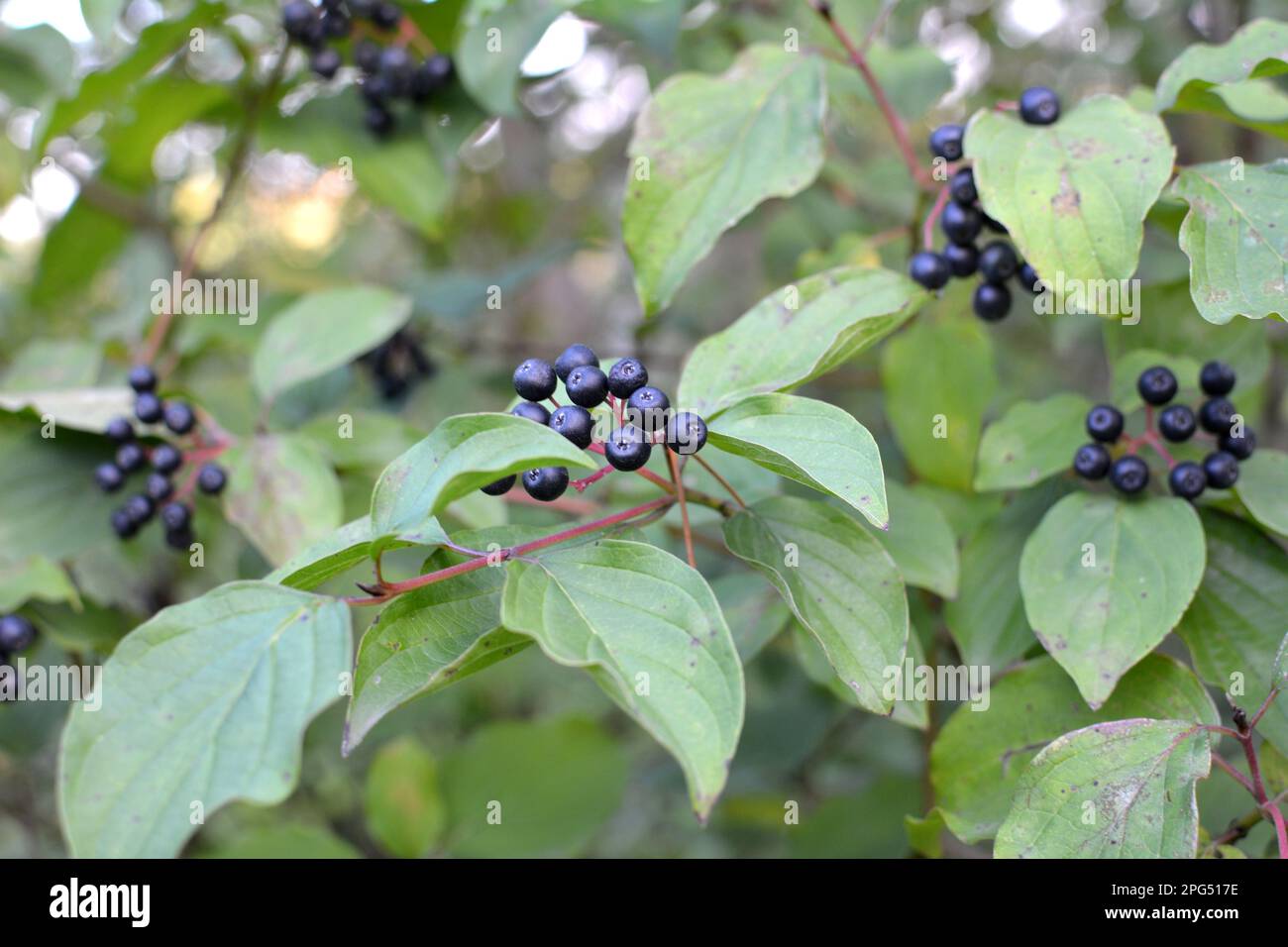 Des baies noires de cornus sanguinea mûrissent sur une branche d'une brousse. Banque D'Images