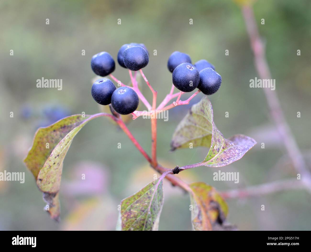 Des baies noires de cornus sanguinea mûrissent sur une branche d'une brousse. Banque D'Images