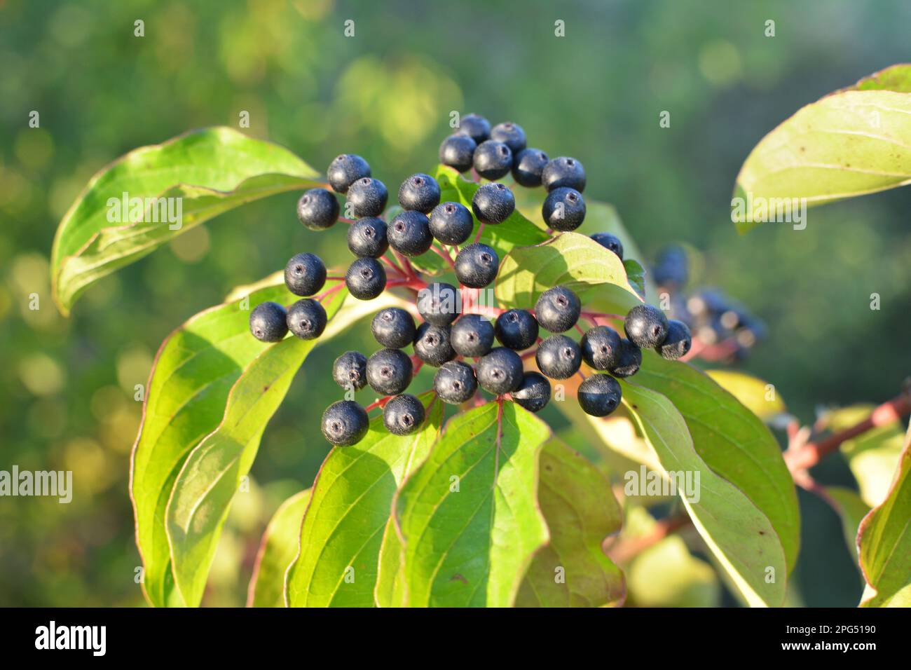 Des baies noires de cornus sanguinea mûrissent sur une branche d'une brousse. Banque D'Images
