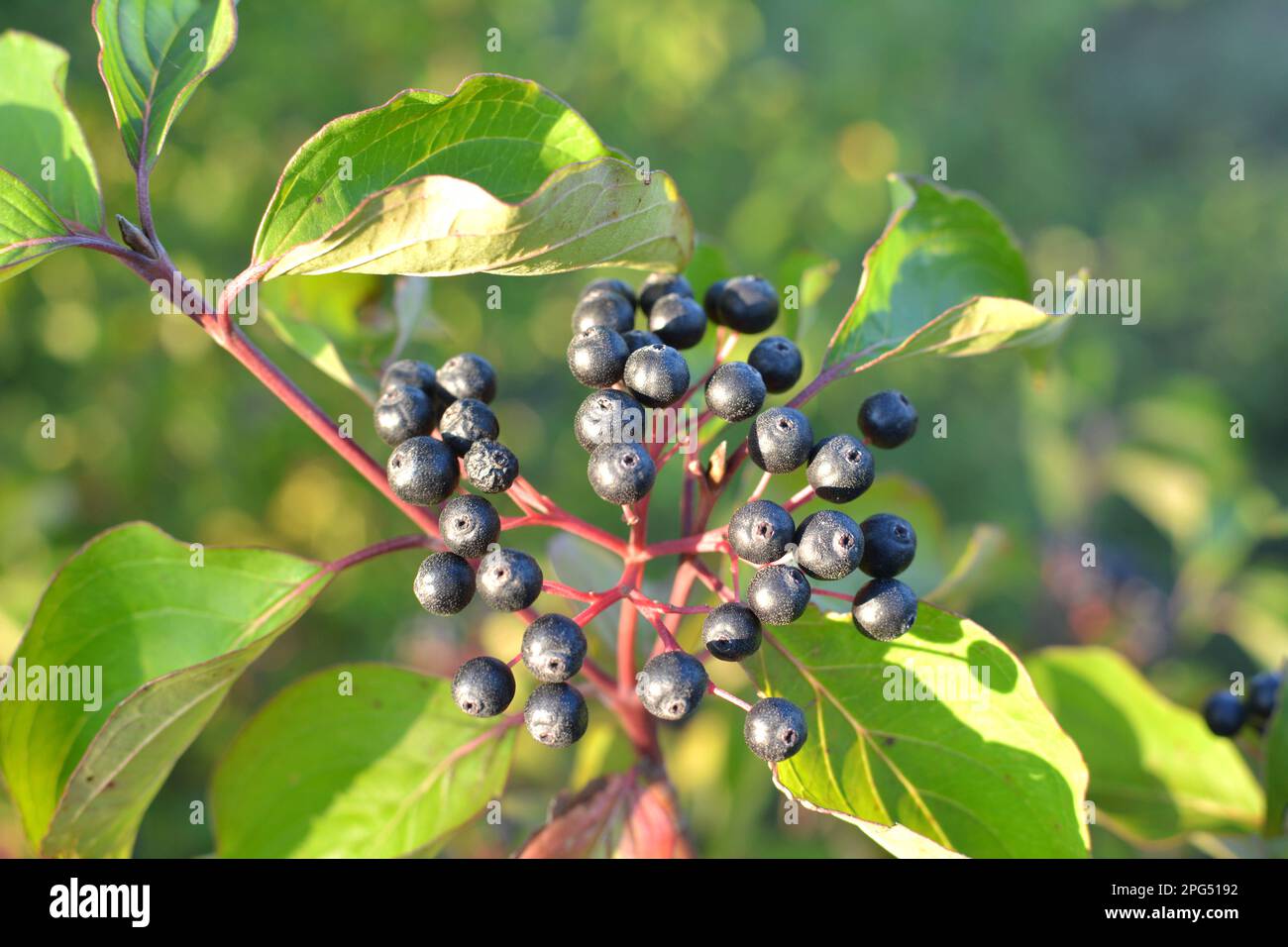 Des baies noires de cornus sanguinea mûrissent sur une branche d'une brousse. Banque D'Images
