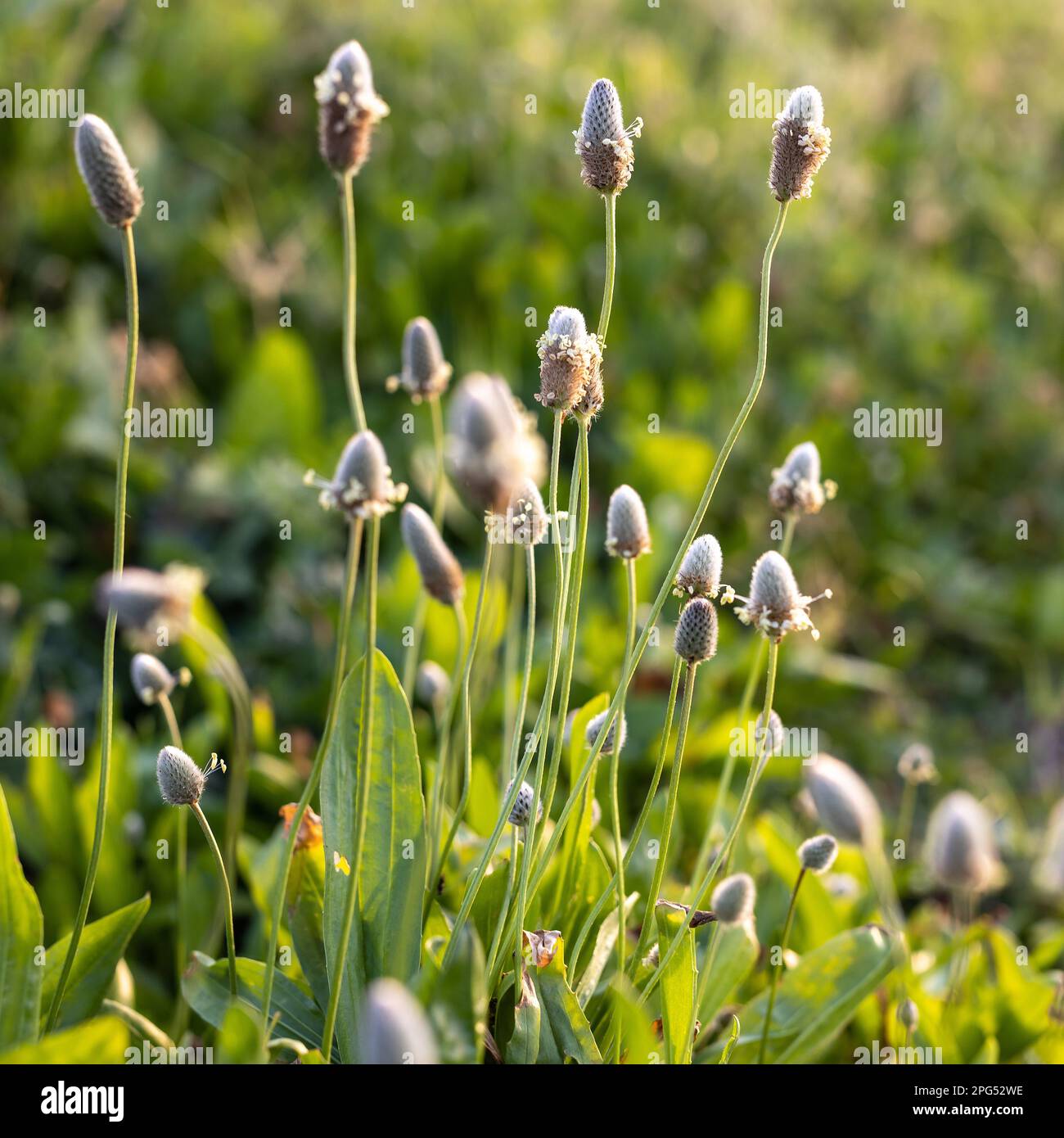 Cadre carré Flora Israel. Plantago lagopus, la plantain de pied du lièvre, est une espèce d'herbe annuelle de la famille des Plantaginaceae. Ils ont un auto-alimentation Banque D'Images