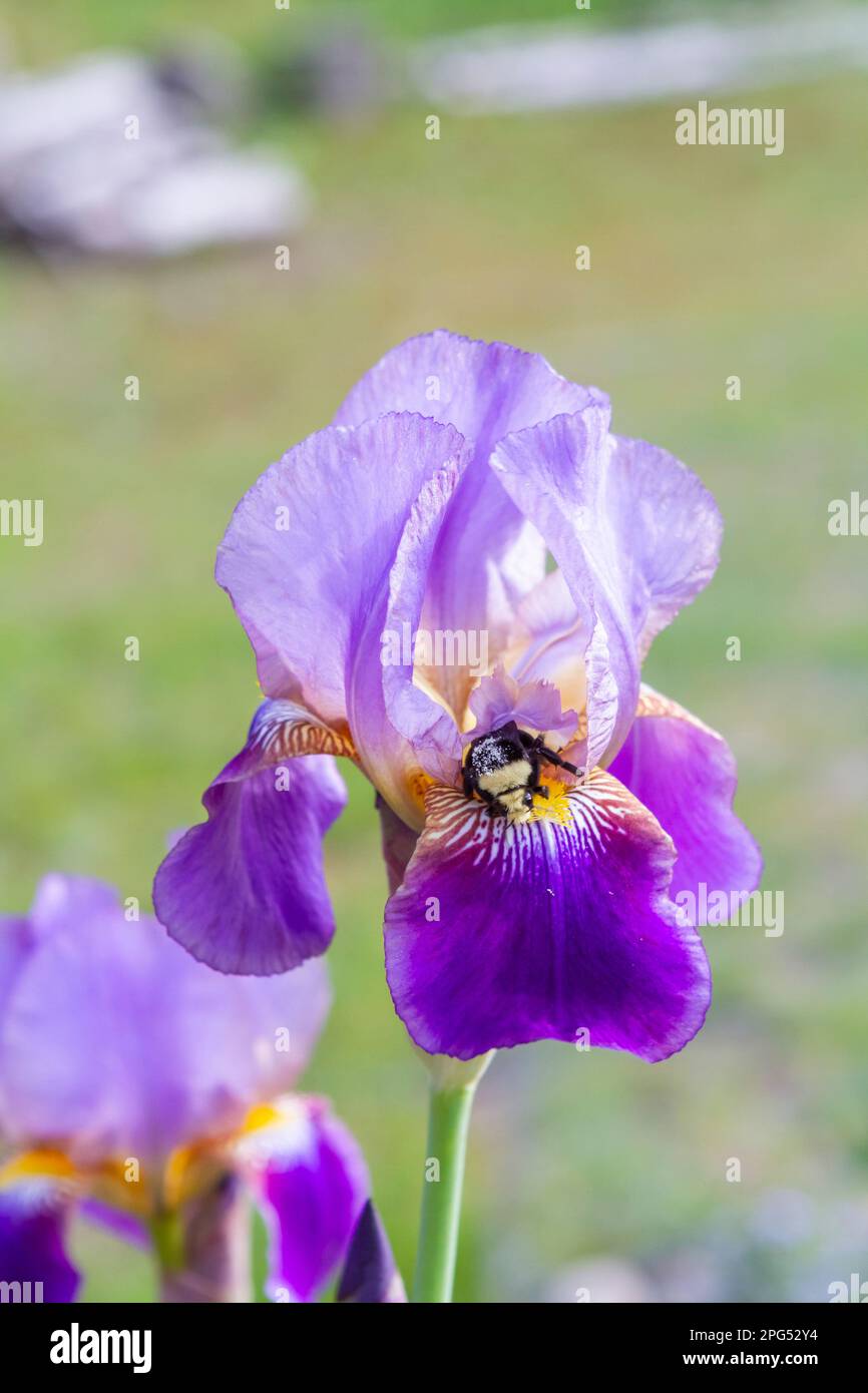 Une abeille à tête jaune recouverte de pollen (Bombus vosnesenskii) émerge du centre d'une belle fleur d'iris à bec violet (Iris germanica). Banque D'Images