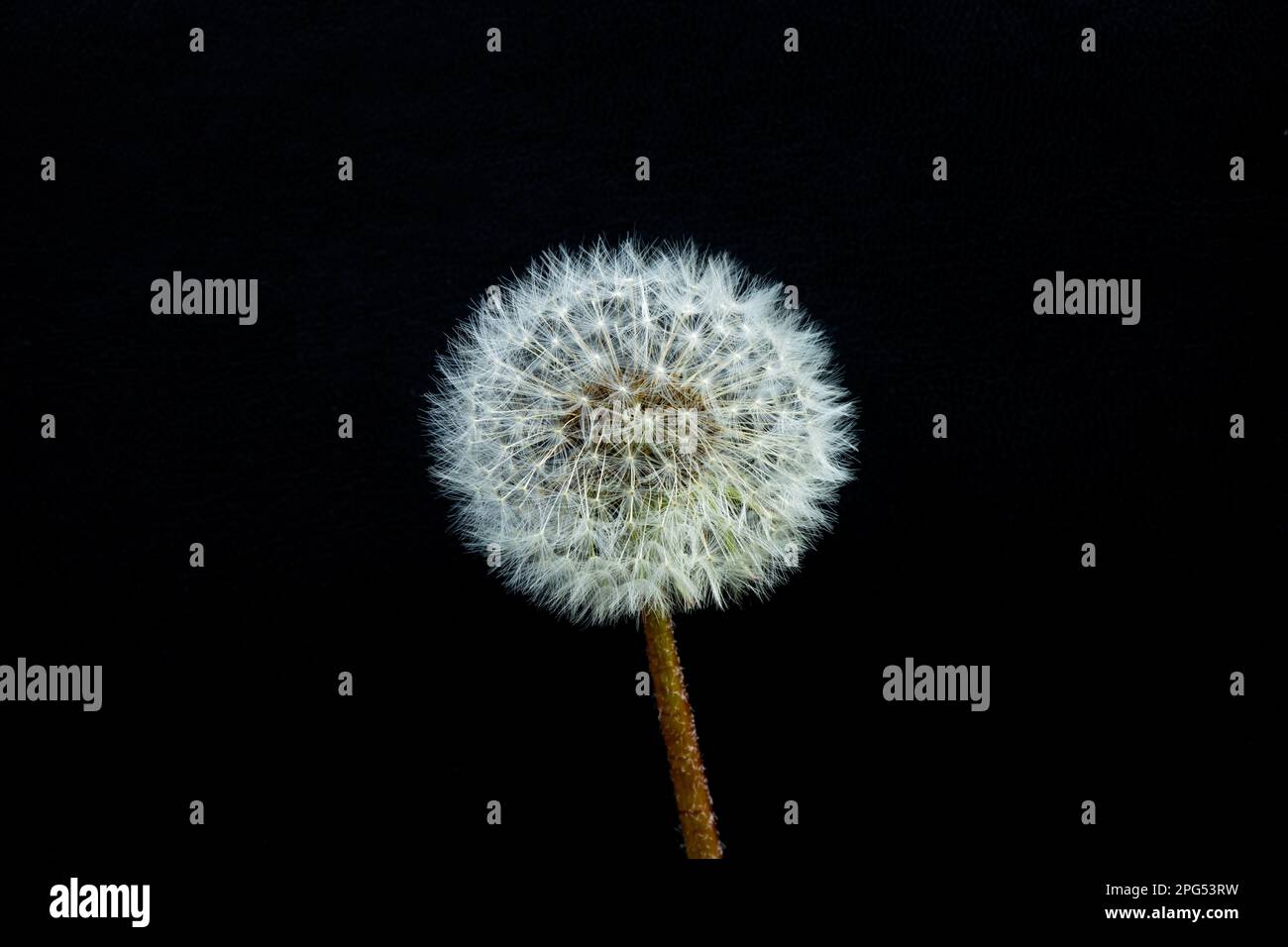un pissenlit sur un fond noir Banque D'Images