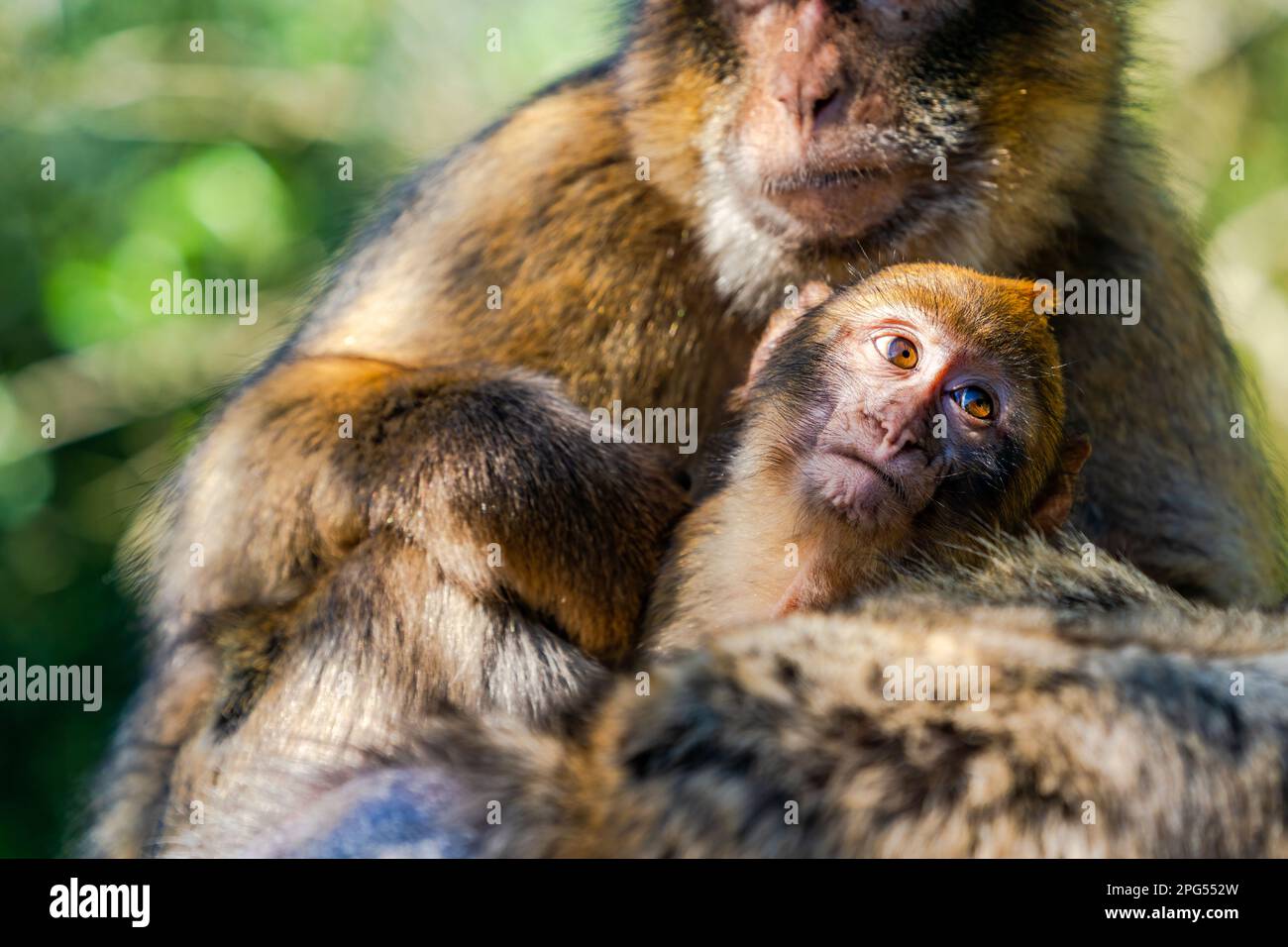 Macaque de Barbarie (Macaca Sylvanus) singes - mère et bébé. Gibraltar, Royaume-Uni. Mise au point sélective Banque D'Images