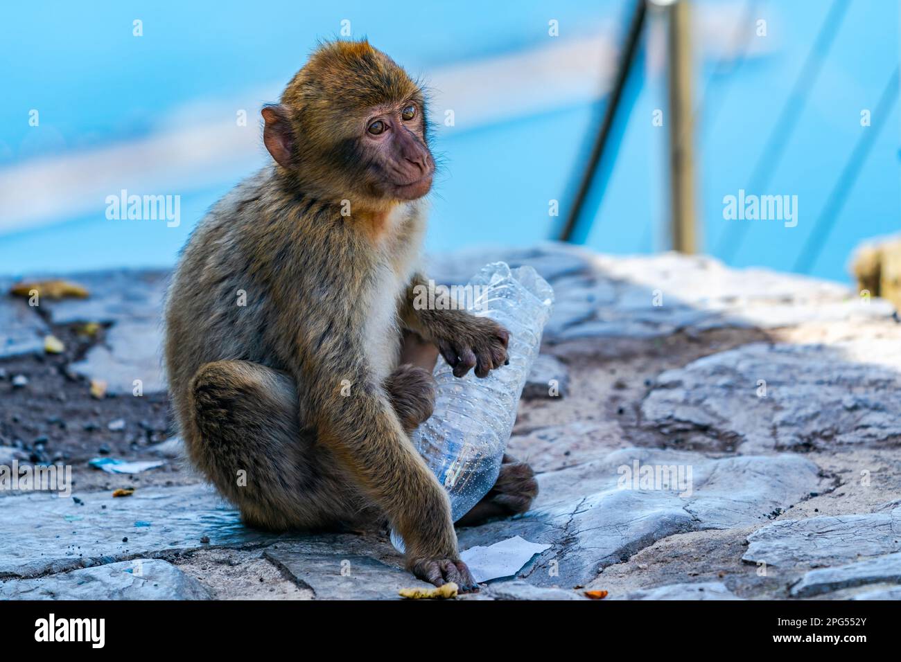 Bébé Barbarie Macaque (Macaca Sylvanus) APE, Gibraltar, Royaume-Uni. Mise au point sélective Banque D'Images
