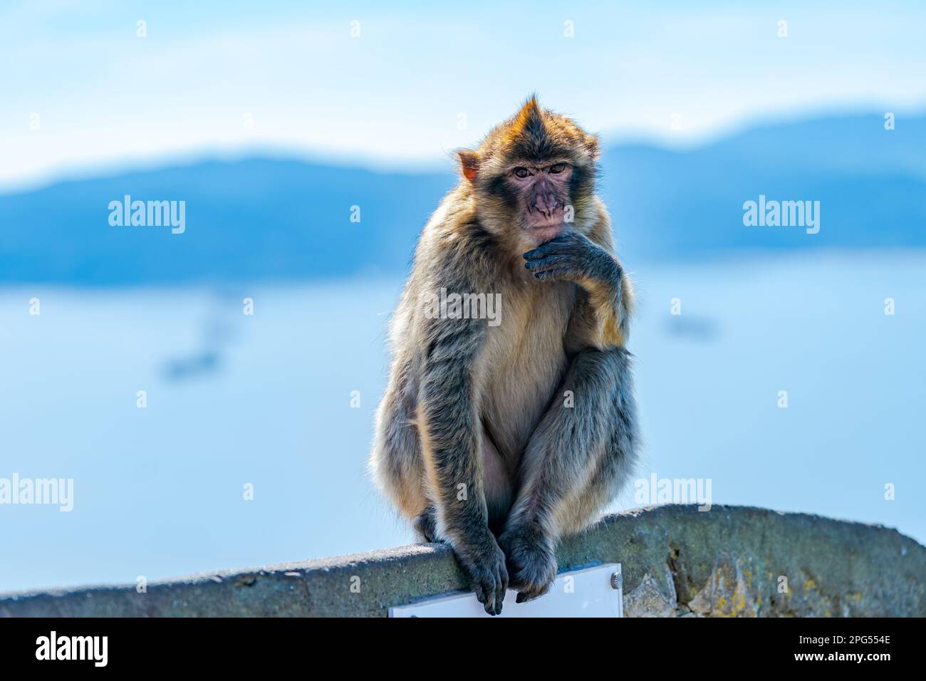 Barbarie Macaque (Macaca Sylvanus) APE, Gibraltar, Royaume-Uni. Mise au point sélective Banque D'Images