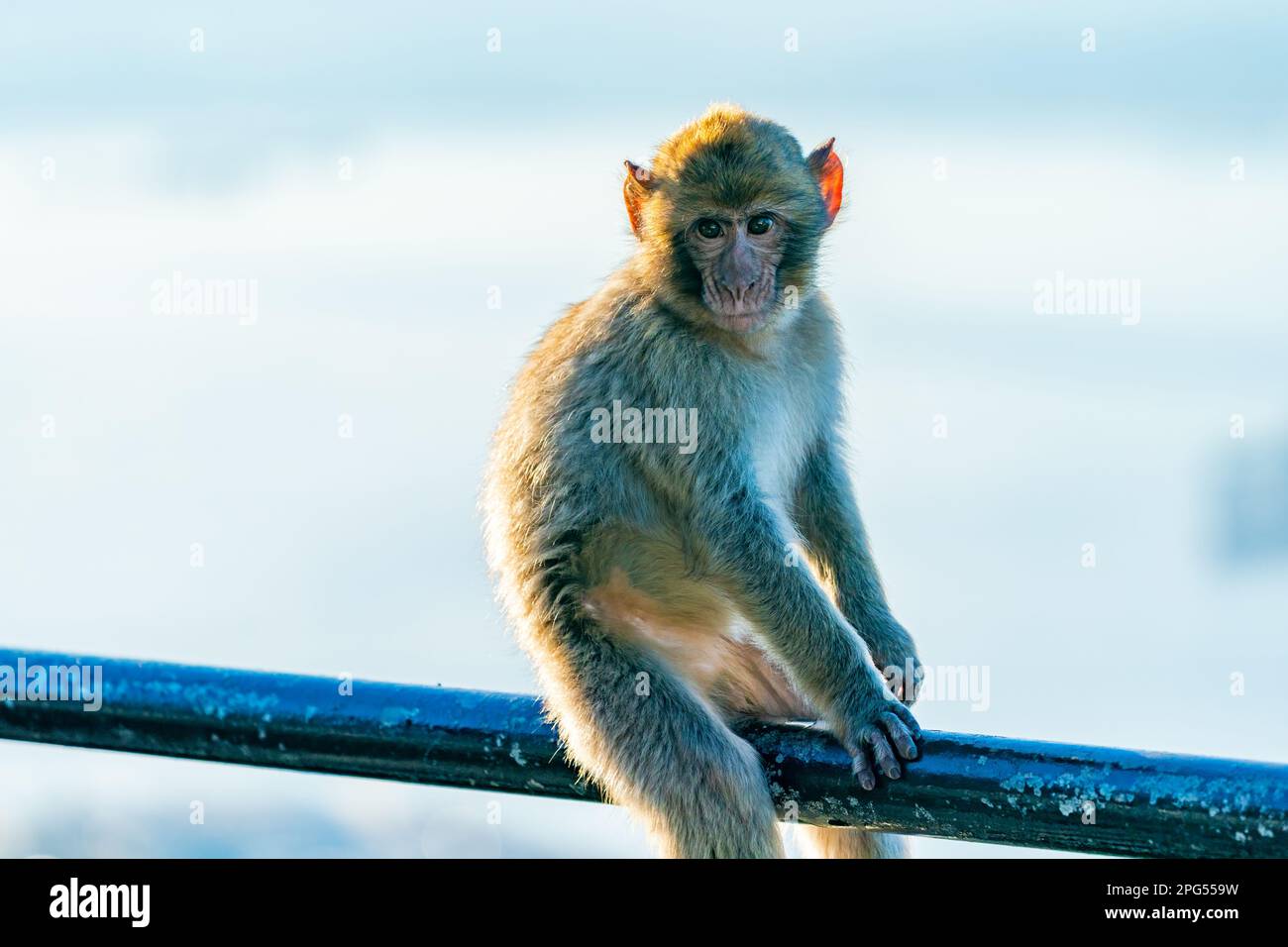 Bébé Barbarie macaque (Macaca Sylvanus) singe. Gibraltar, Royaume-Uni. Mise au point sélective Banque D'Images