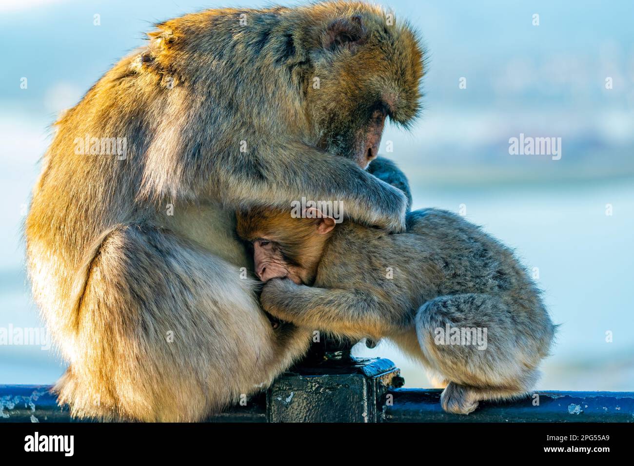 Macaque de Barbarie (Macaca Sylvanus) singes - mère et bébé. Gibraltar, Royaume-Uni. Mise au point sélective Banque D'Images