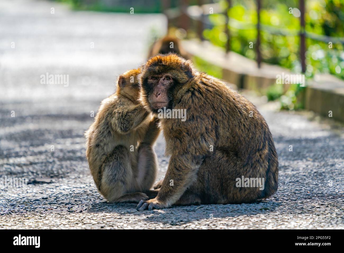Singes macaques de Barbarie (Macaca Sylvanus). Gibraltar, Royaume-Uni. Mise au point sélective Banque D'Images