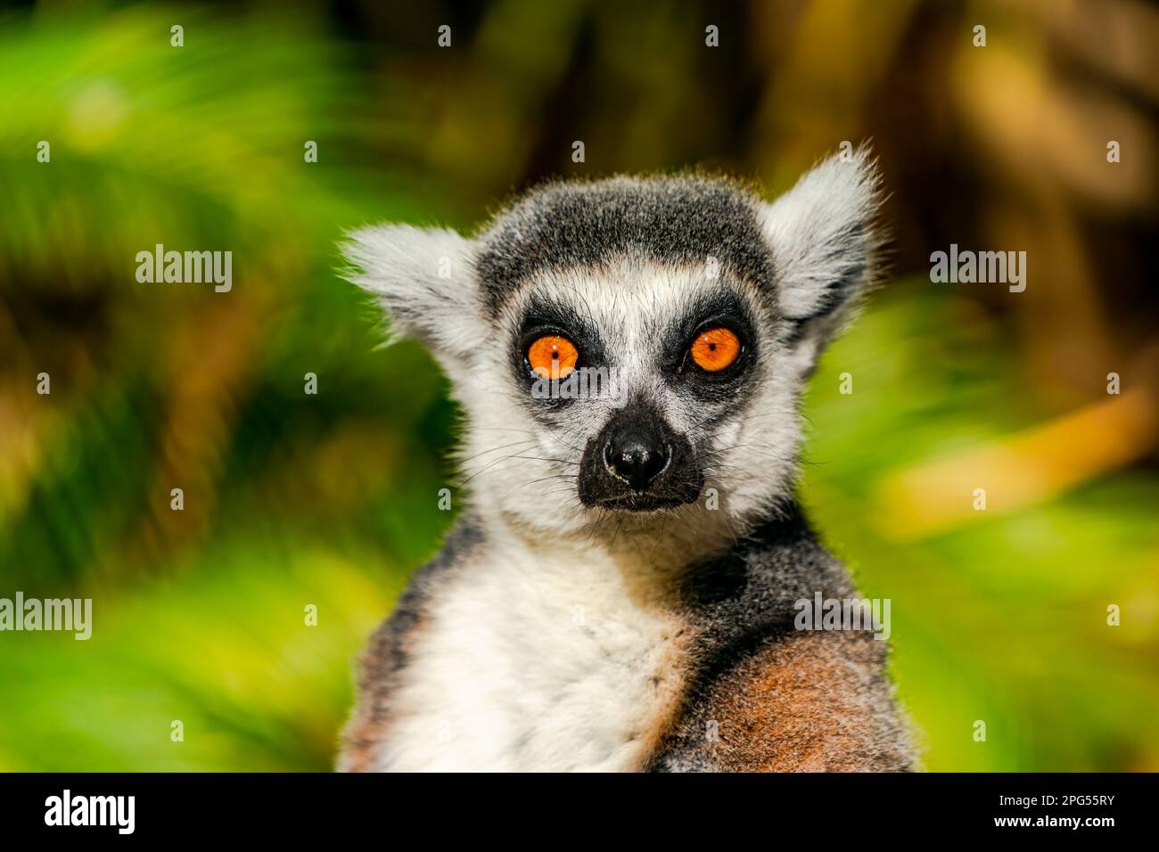 Lémure à queue annulaire (Lemur catta) - primate de strepsirrhine en voie de disparition endémique à l'île de Madagascar Banque D'Images