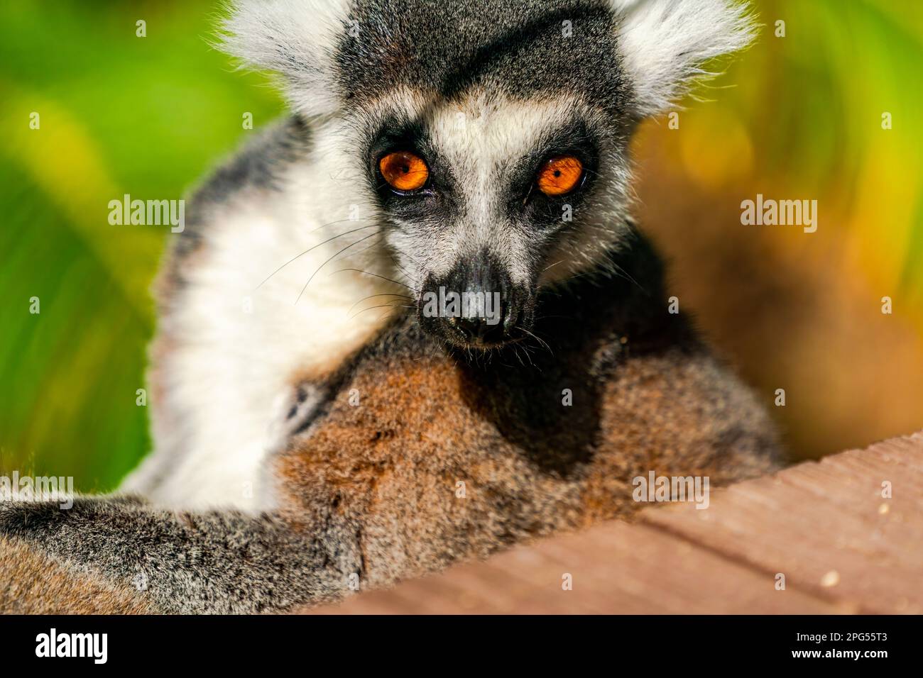 Lémure à queue annulaire (Lemur catta) - primate de strepsirrhine en voie de disparition endémique à l'île de Madagascar Banque D'Images