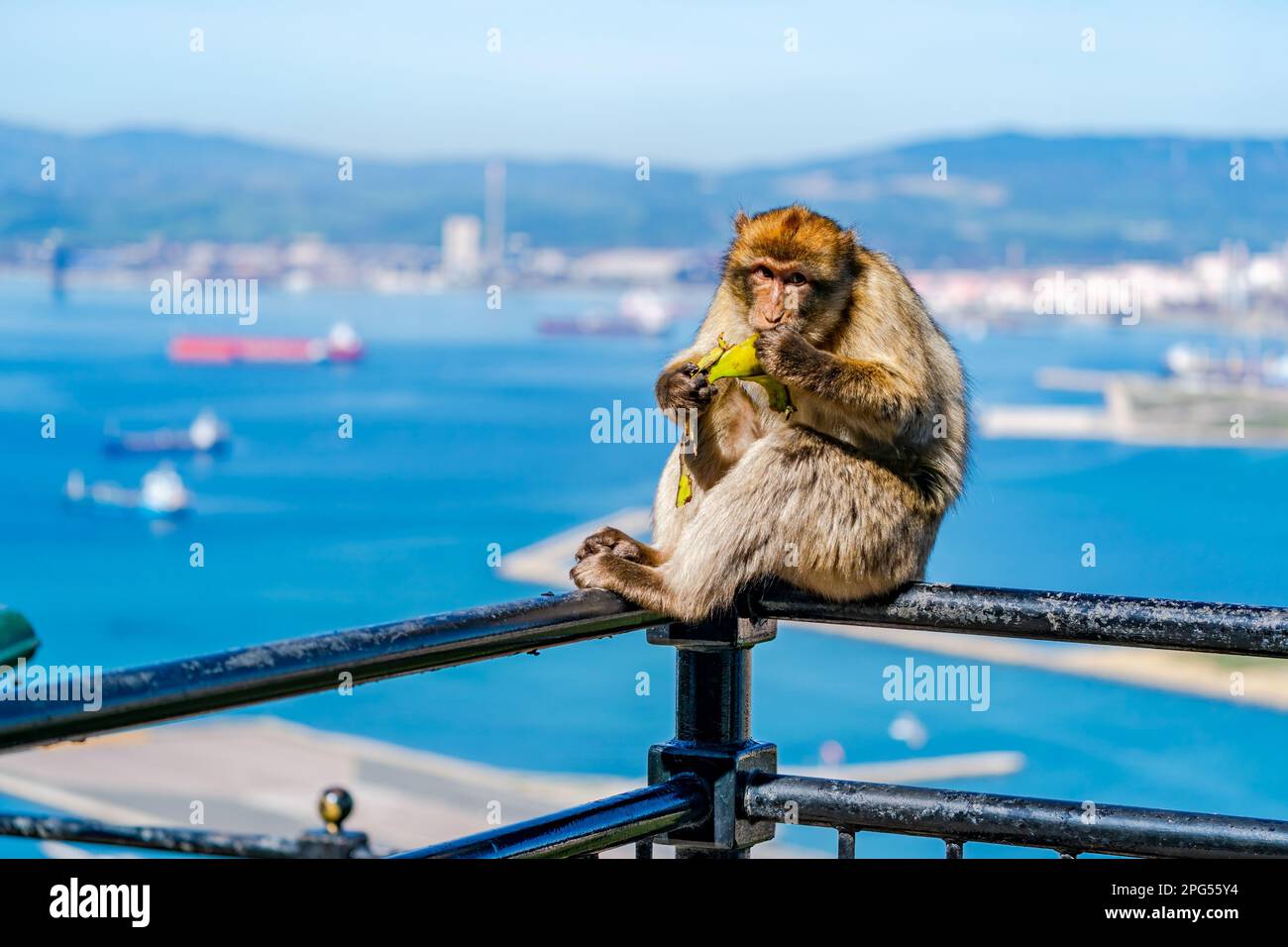 Singe de Barbarie (Macaca Sylvanus). Gibraltar, Royaume-Uni. Mise au point sélective Banque D'Images