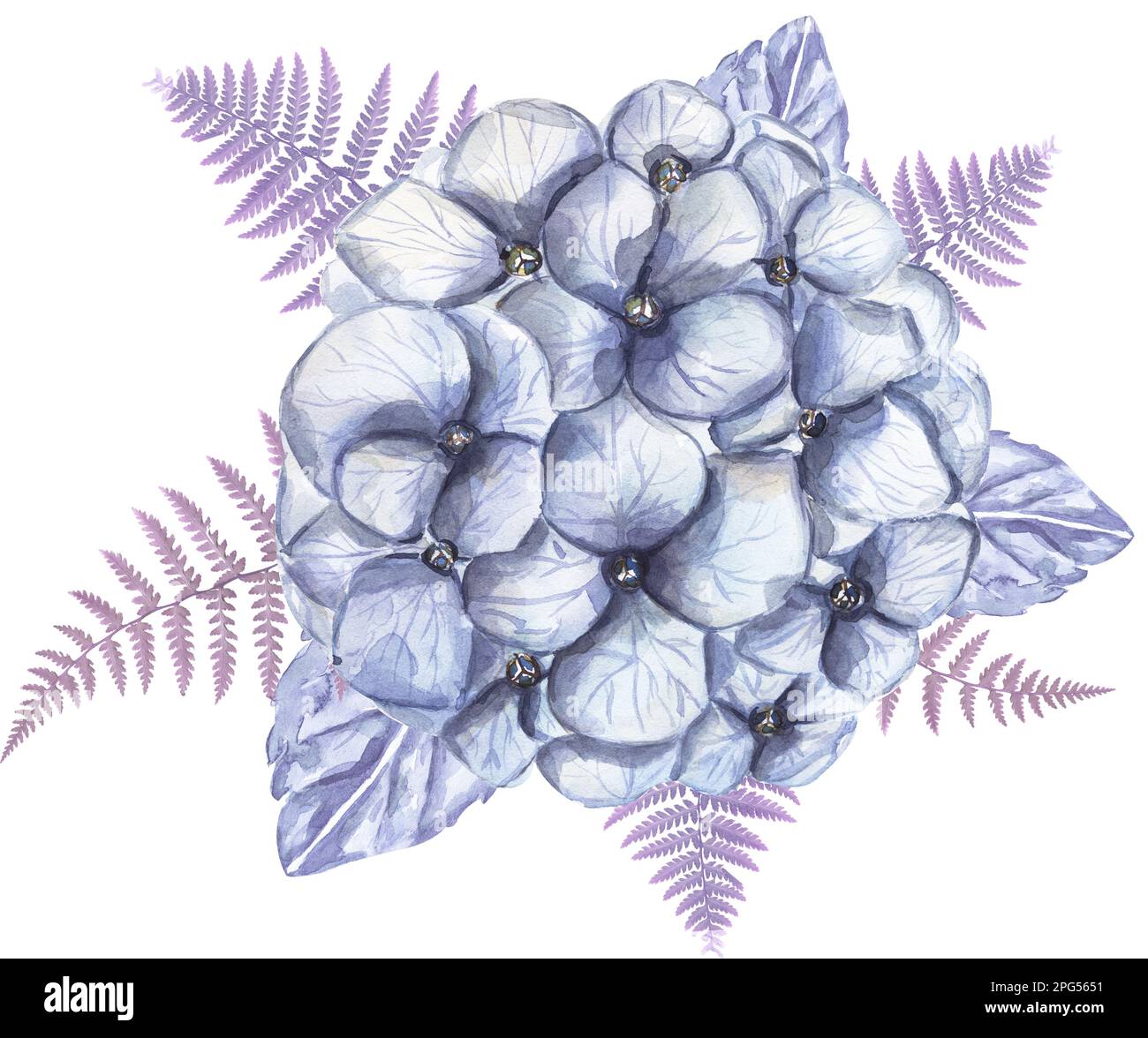 Fleurs d'hortensia bleu aquarelle et bouquet de fougères. illustration des fleurs du jardin Banque D'Images
