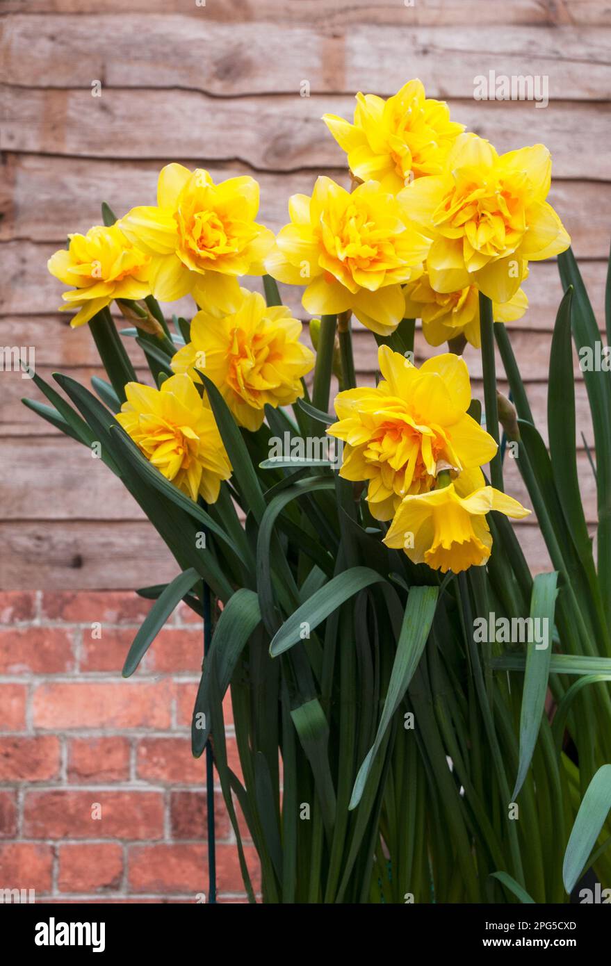 Gros plan du groupe de Narcissus Hollands Chase au printemps. Il s'agit d'une double jonquille jaune et orange pâle de division 4 et est un pérenne à feuilles caduques Banque D'Images