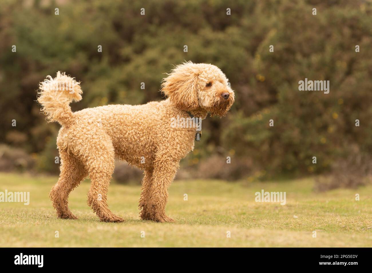 Cockapoos dans la Nouvelle forêt Banque D'Images