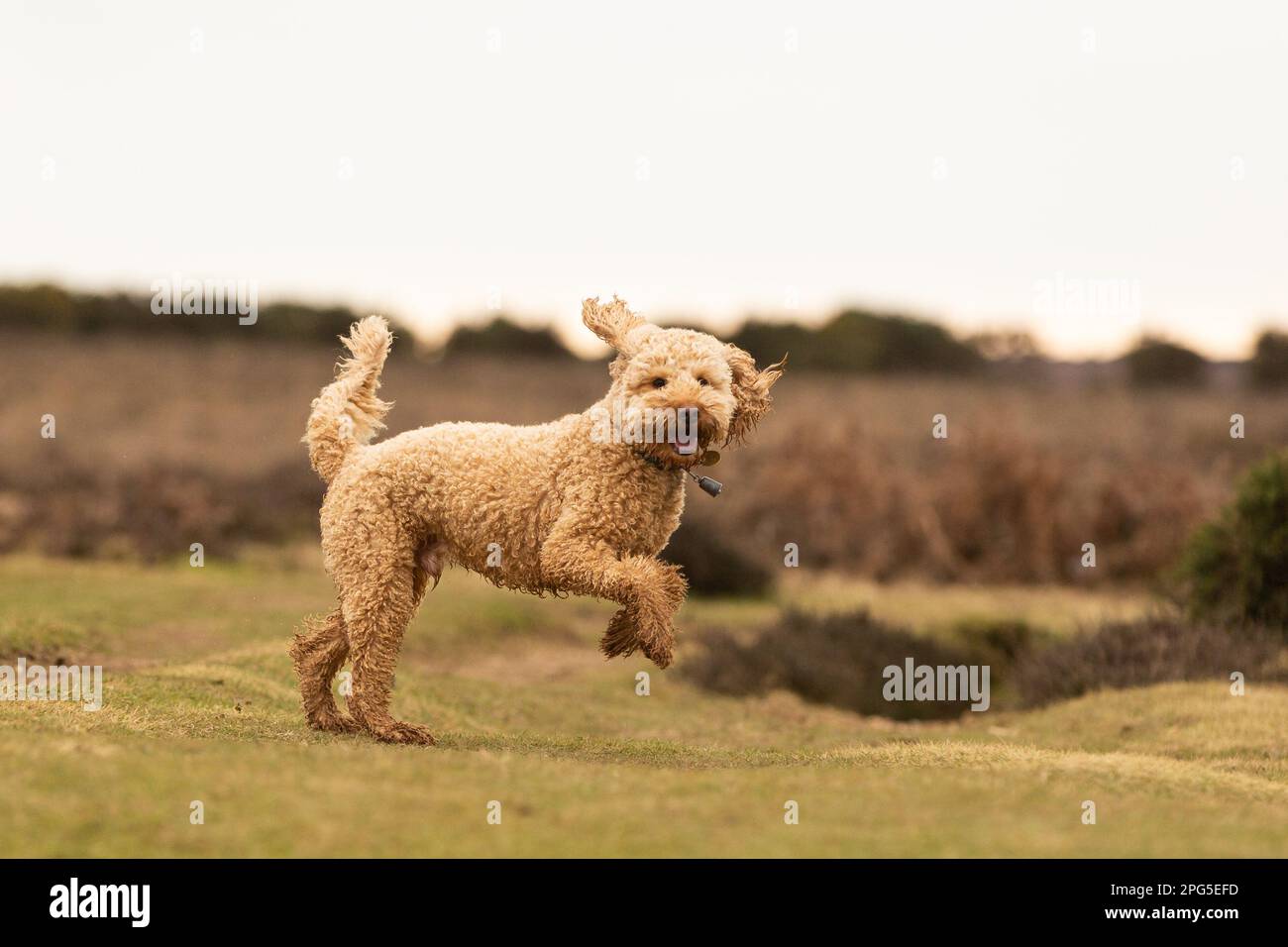 Cockapoos dans la Nouvelle forêt Banque D'Images