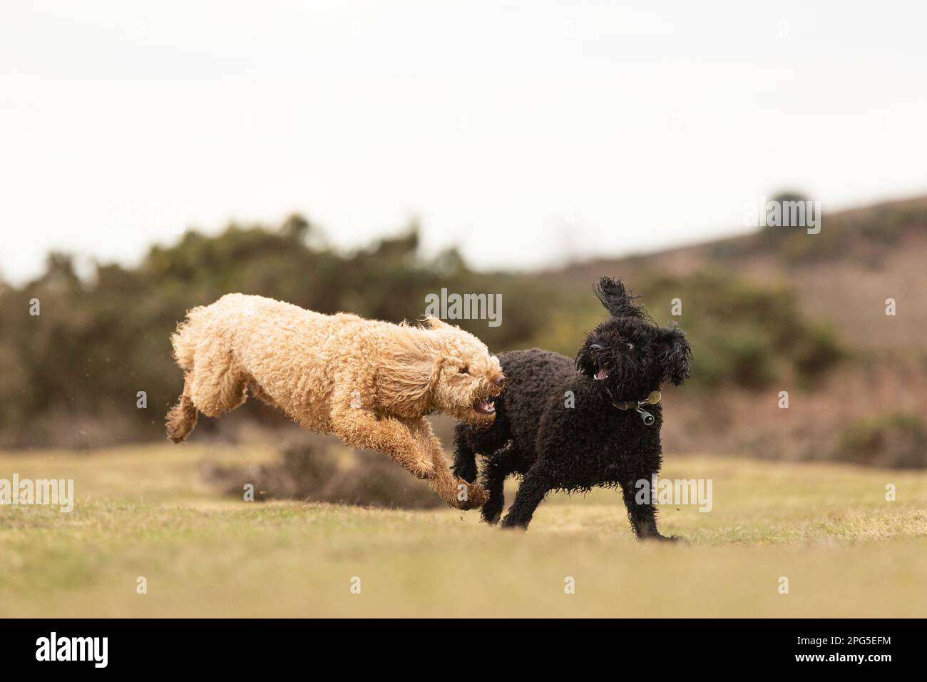 Cockapoos dans la Nouvelle forêt Banque D'Images