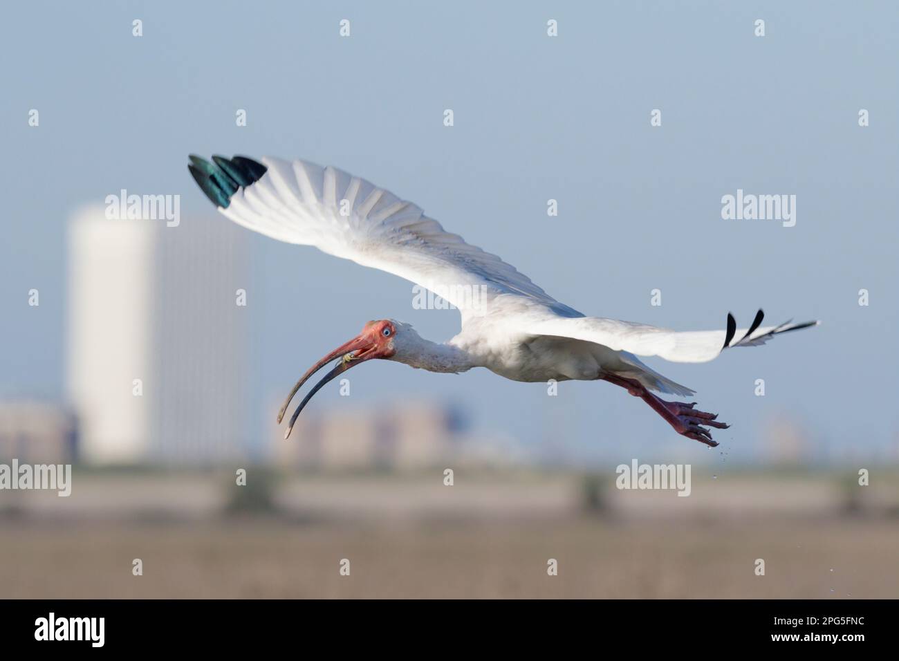 Ibis blanc américain (Eudocimus albus) volant avec un crabe dans le bec, Galveston, Texas, Etats-Unis. Banque D'Images