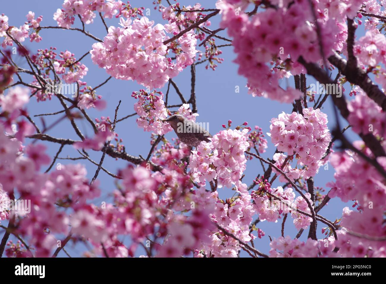 Oiseau et fleurs de cerisier Banque D'Images