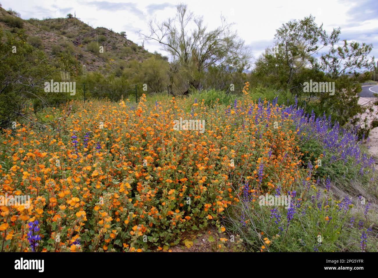 Fleurs sauvages en fleur le long de la Bush Highway à Mesa, Arizona, le