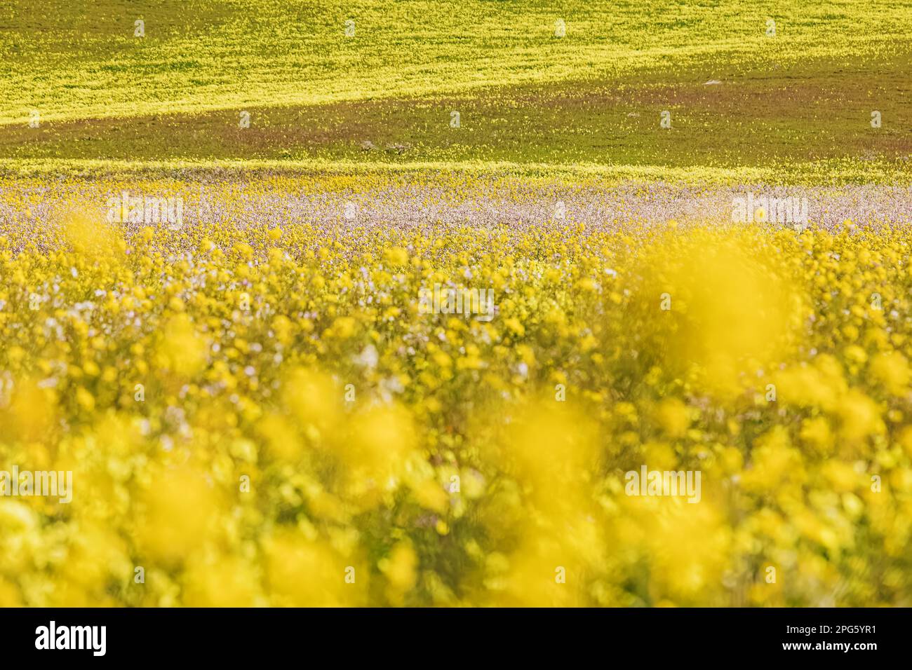 Gros plan de fleurs de moutarde jaune sauvage sur le pré, concentration sélective, arrière-plan d'été Banque D'Images