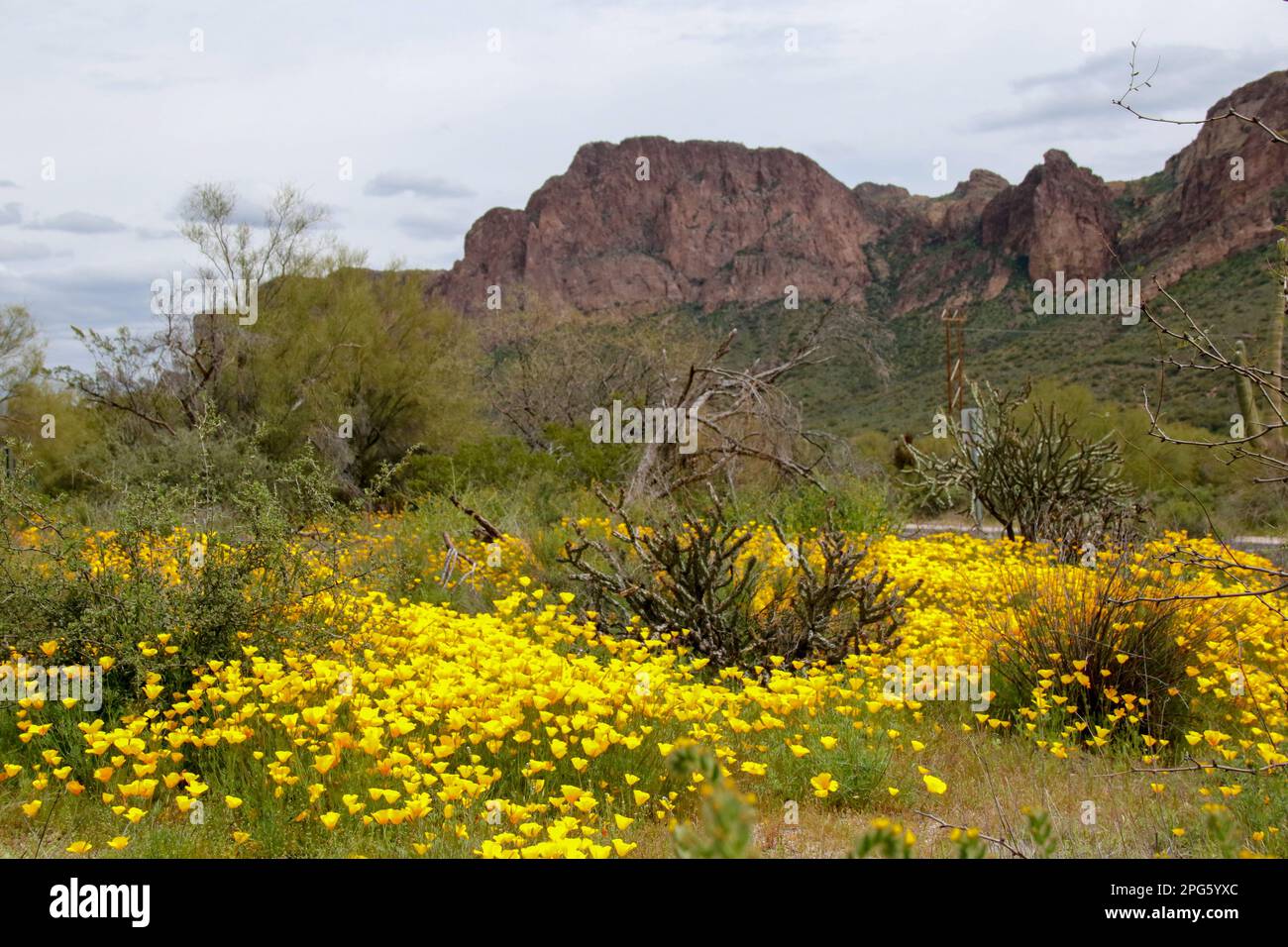 Fleurs sauvages en fleur le long de la Bush Highway à Mesa, Arizona, le