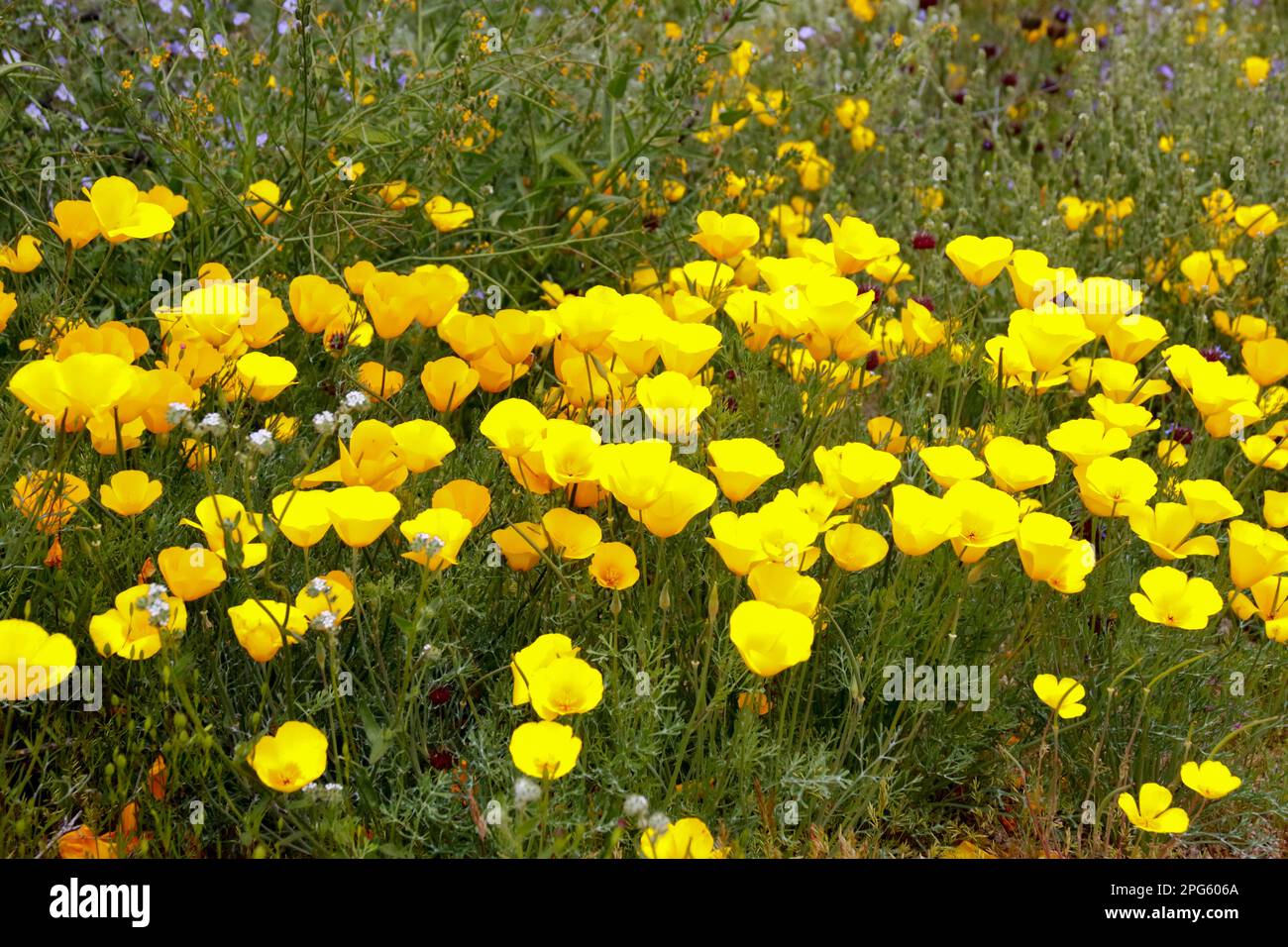 Fleurs sauvages en fleur le long de la Bush Highway à Mesa, Arizona, le