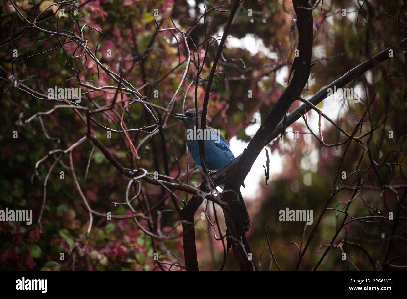 Jay de Stellar perchée parmi les branches, Californie Banque D'Images