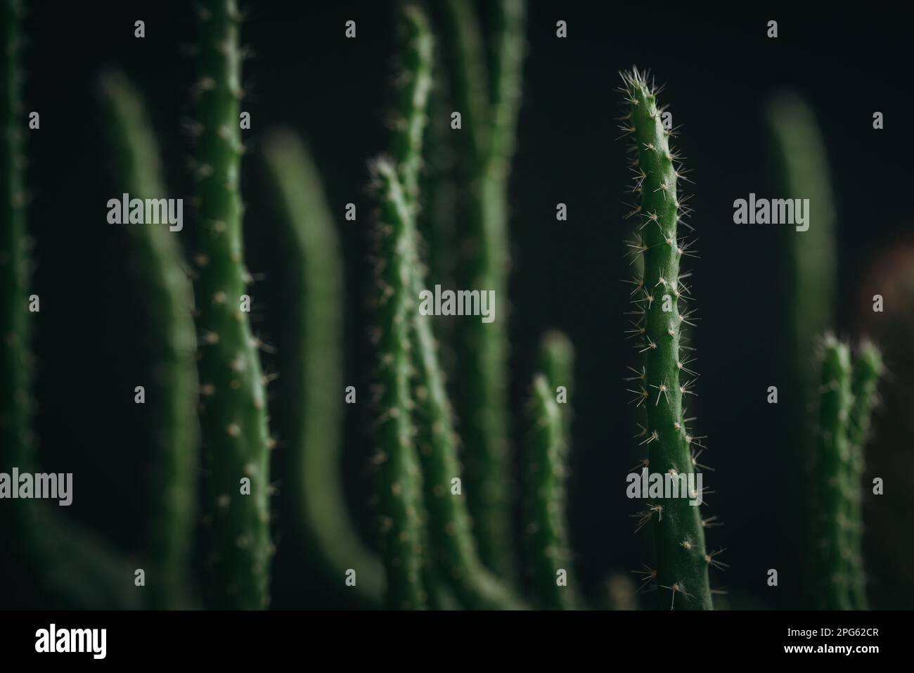 Gros plan sur une texture cactus vert foncé Banque D'Images