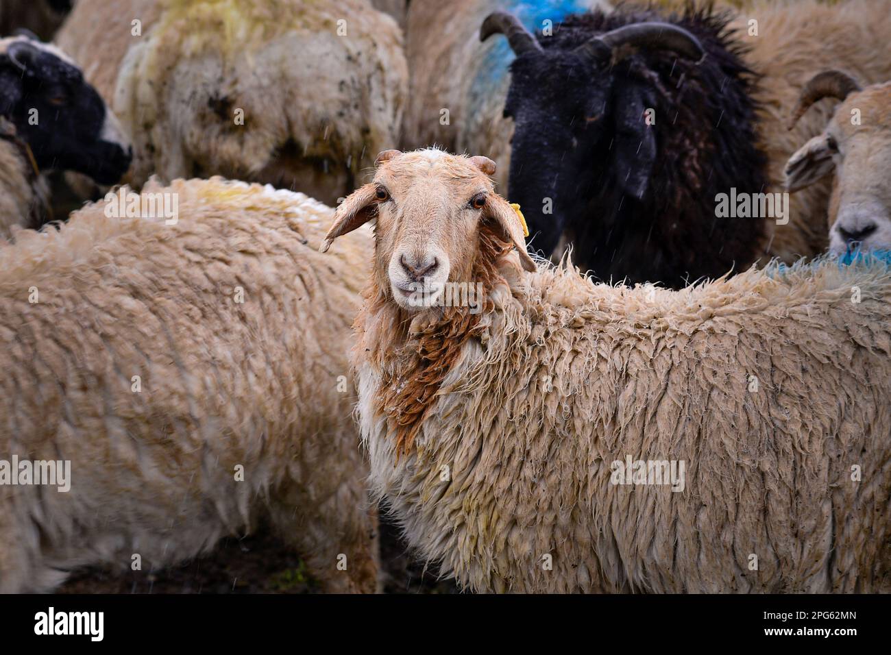 Joli troupeau de moutons dans la neige à côté de l'autoroute Duku dans le Xinjiang Banque D'Images