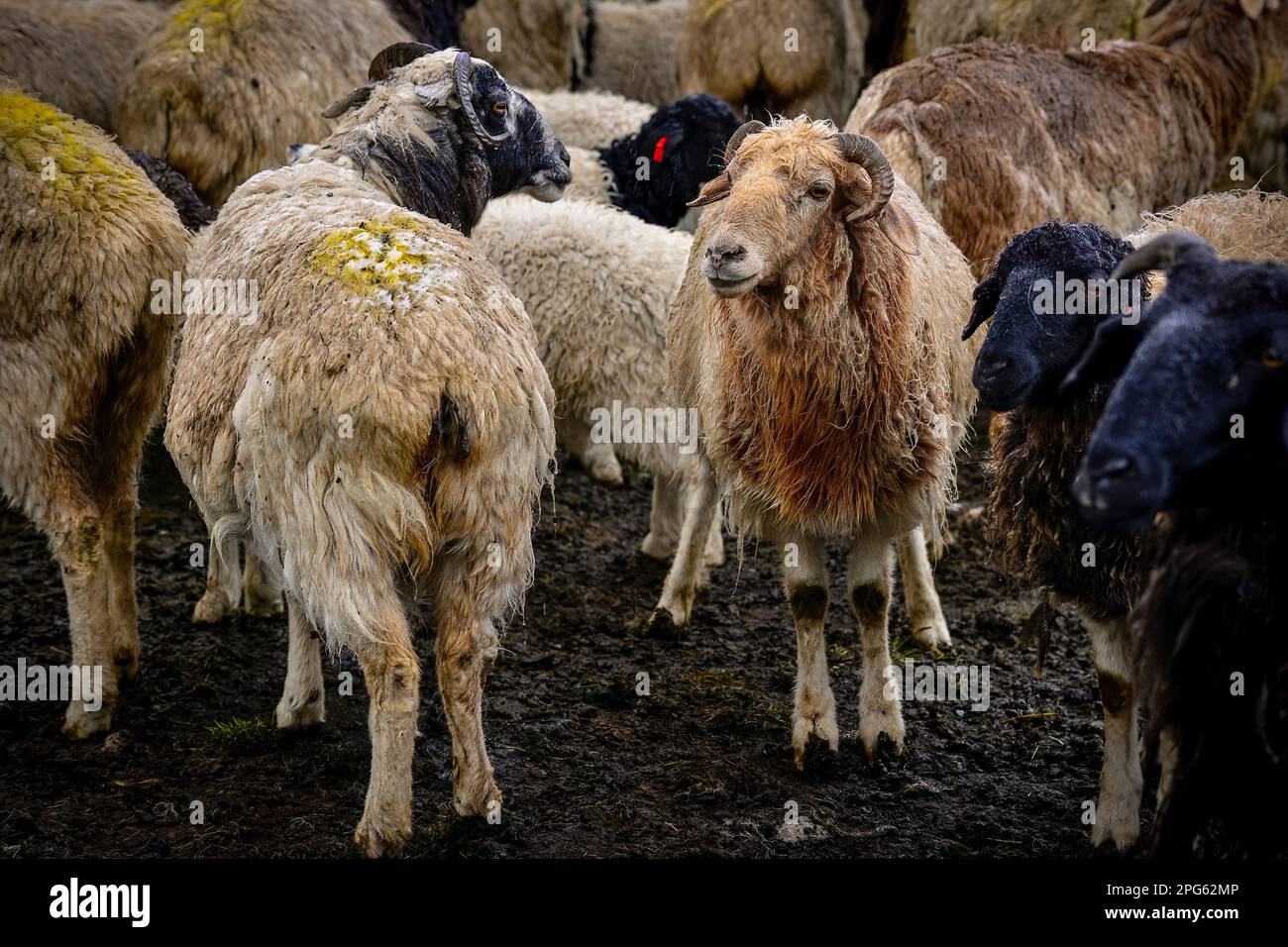 Joli troupeau de moutons dans la neige à côté de l'autoroute Duku dans le Xinjiang Banque D'Images