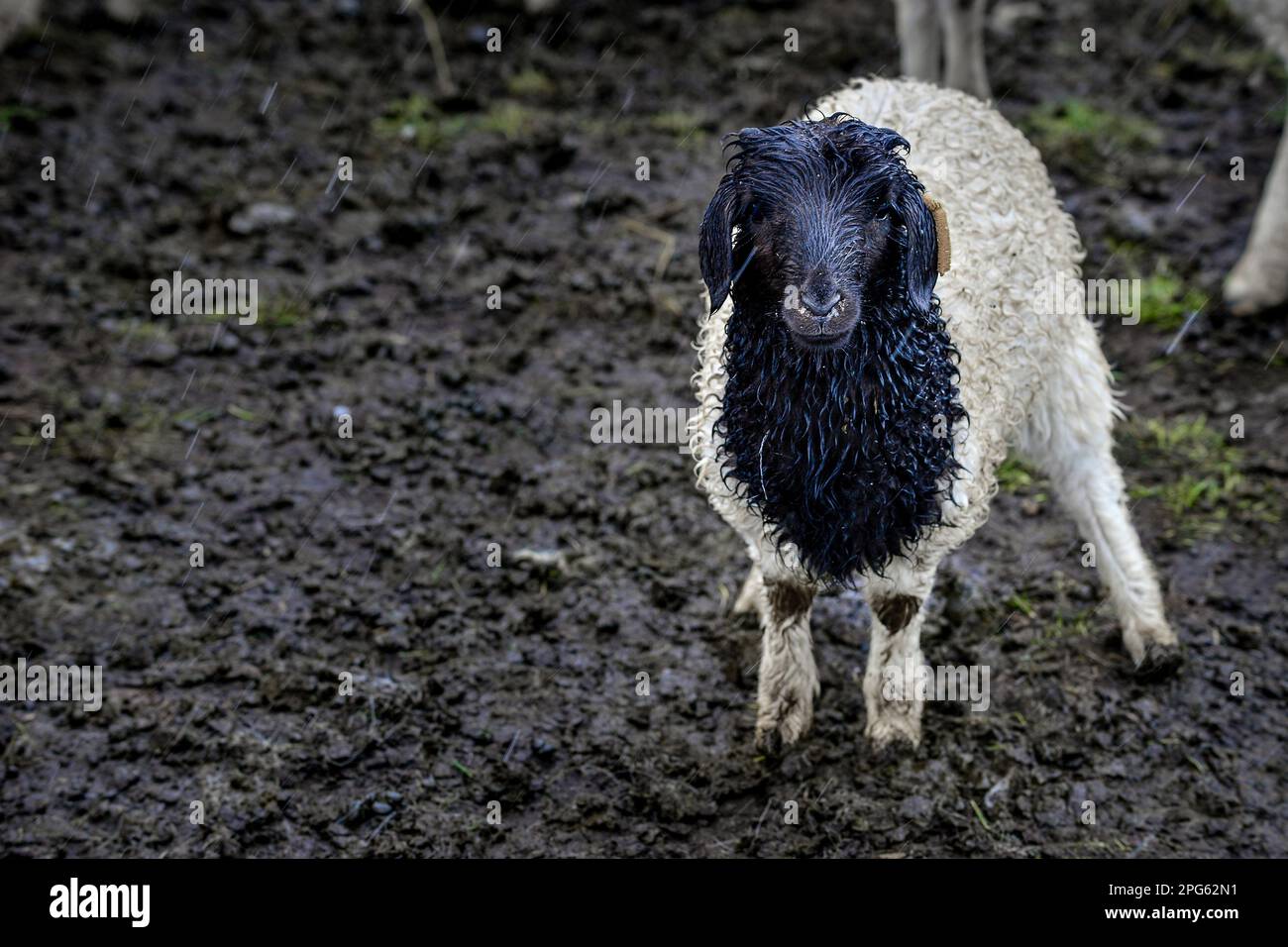 Joli troupeau de moutons dans la neige à côté de l'autoroute Duku dans le Xinjiang Banque D'Images