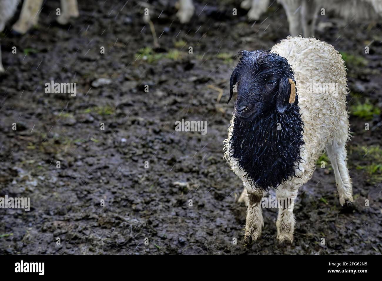 Joli troupeau de moutons dans la neige à côté de l'autoroute Duku dans le Xinjiang Banque D'Images