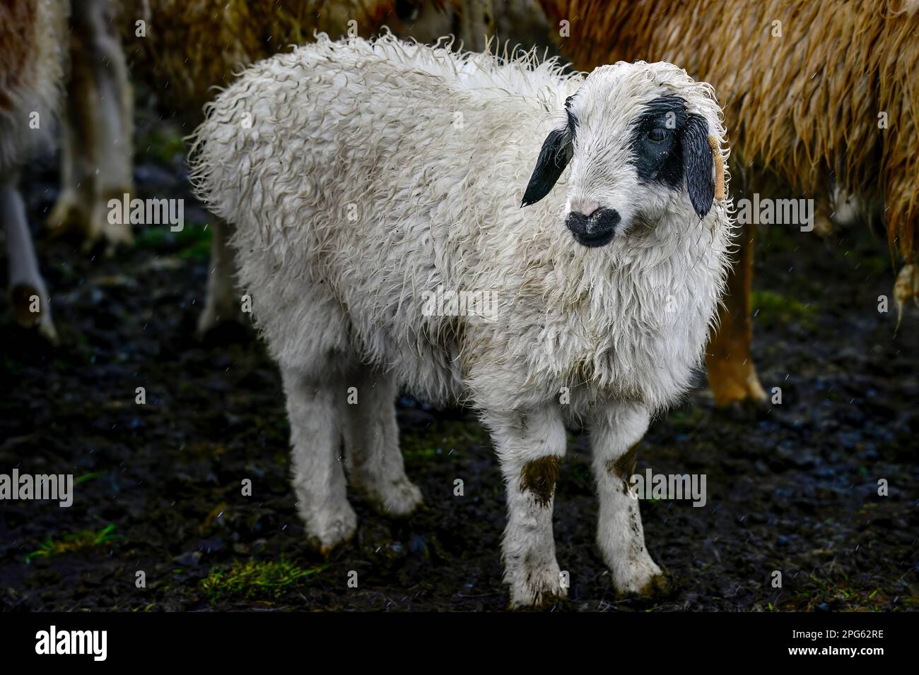 Joli troupeau de moutons dans la neige à côté de l'autoroute Duku dans le Xinjiang Banque D'Images