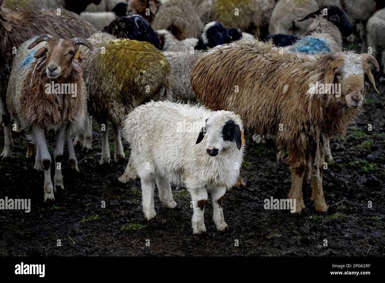 Joli troupeau de moutons dans la neige à côté de l'autoroute Duku dans le Xinjiang Banque D'Images