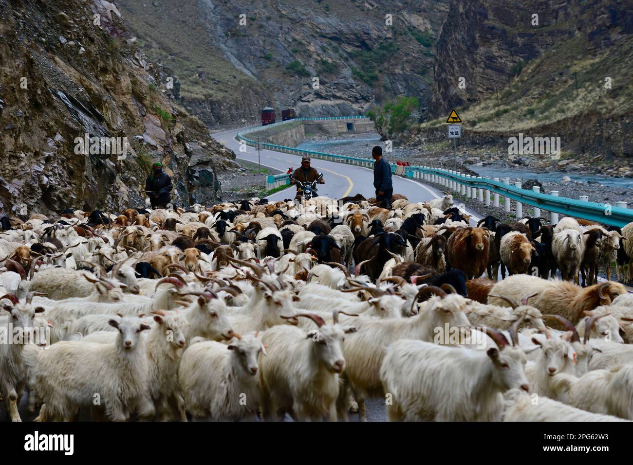 Bergers et bétail à côté de la route Duku dans le Xinjiang Banque D'Images