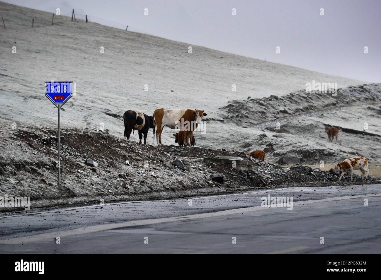 Bergers et bétail à côté de la route Duku dans le Xinjiang Banque D'Images