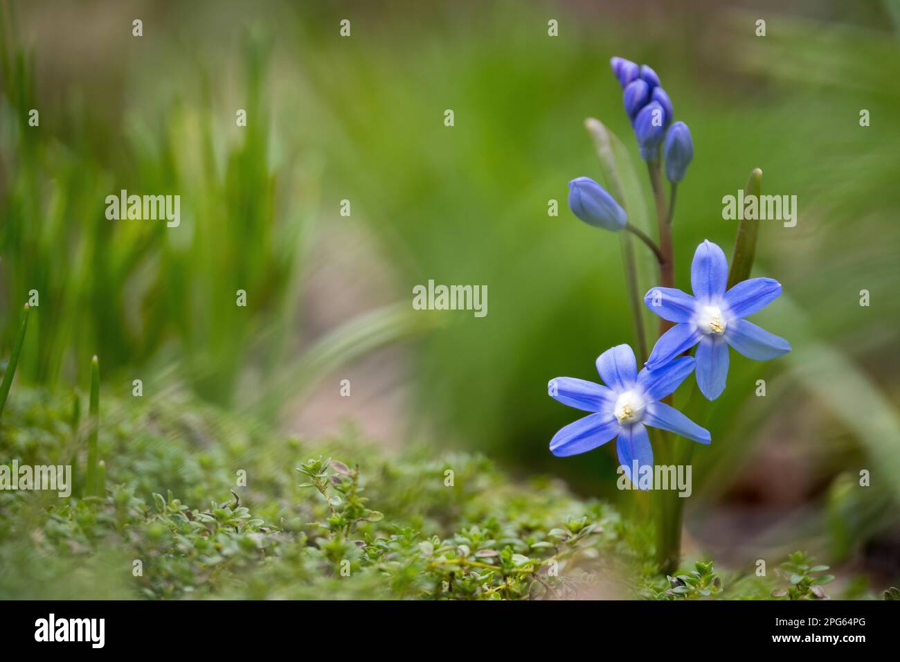 Jacinthe commune (Scilla bifolia), Hesse, Allemagne Banque D'Images