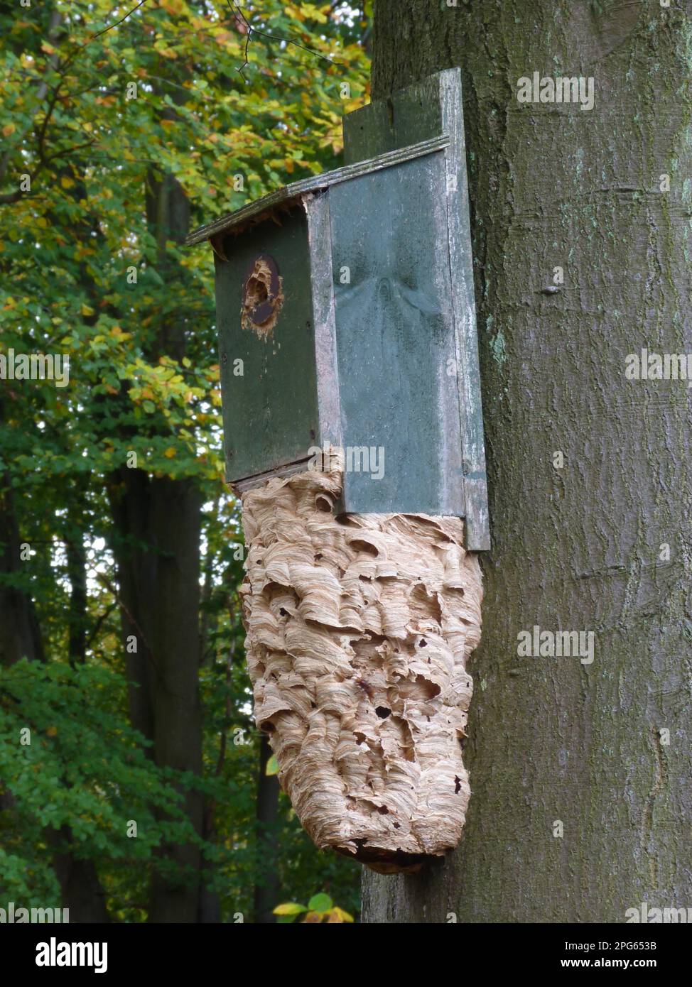 European Hornet (Vespa crabro) nichent, sur une boîte à oiseaux fixée au tronc d'arbre dans les bois, Leicestershire, Angleterre, Royaume-Uni Banque D'Images