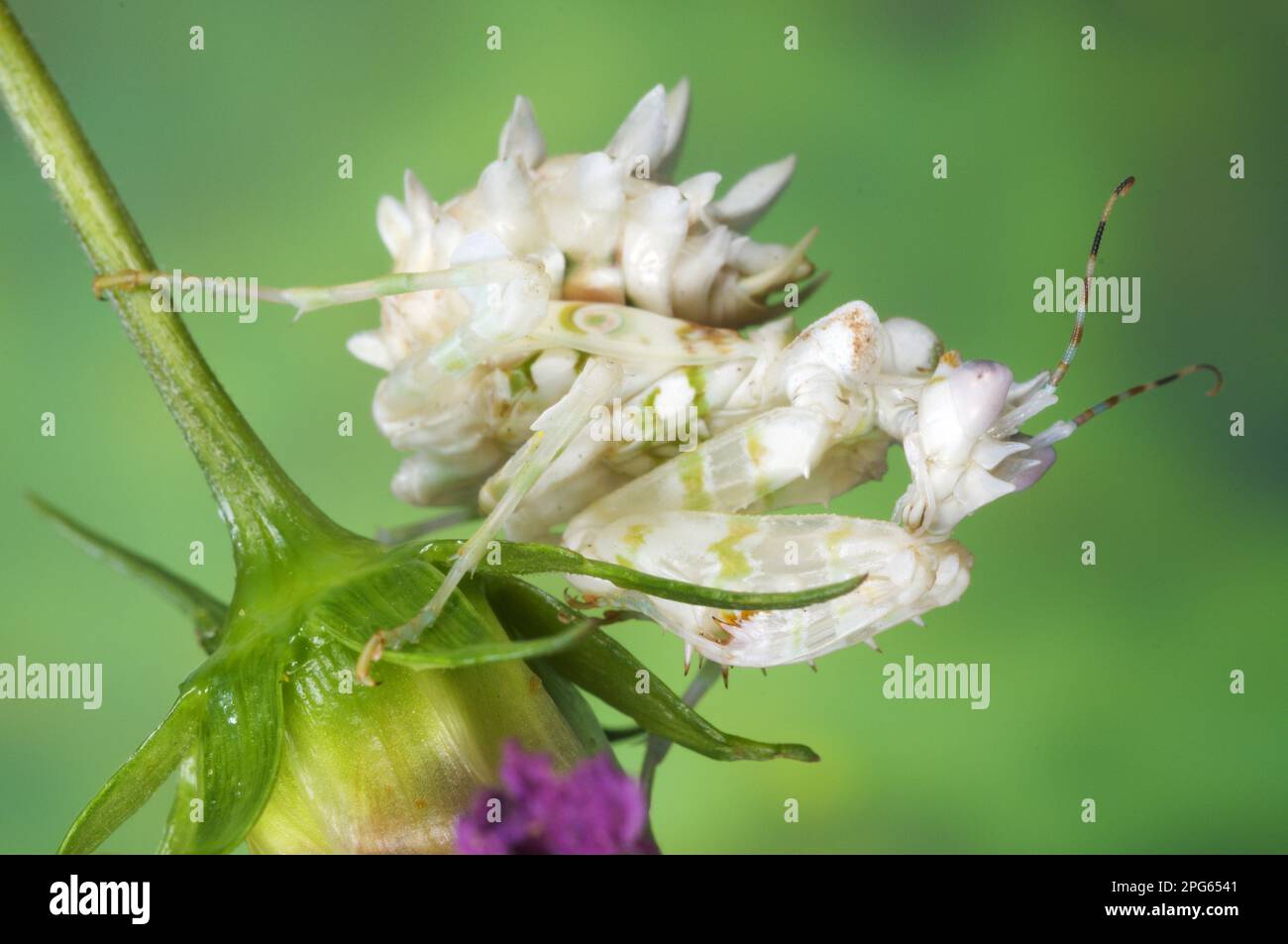 Pseudocreobotra wahlbergii Spiny Fleur épineux mantis (Pseudocreobotra wahlbergii), Spiny Fleur Mantis, sous-adulte, reposant sur la fleur, Tanzanie Banque D'Images