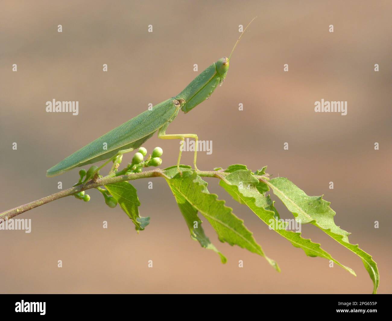 Animaux, autres animaux, insectes, mantis (Mantidae) Mantis (Orthodera ministralis) adulte, debout sur les feuilles de brousse, Australie occidentale, Australie Banque D'Images