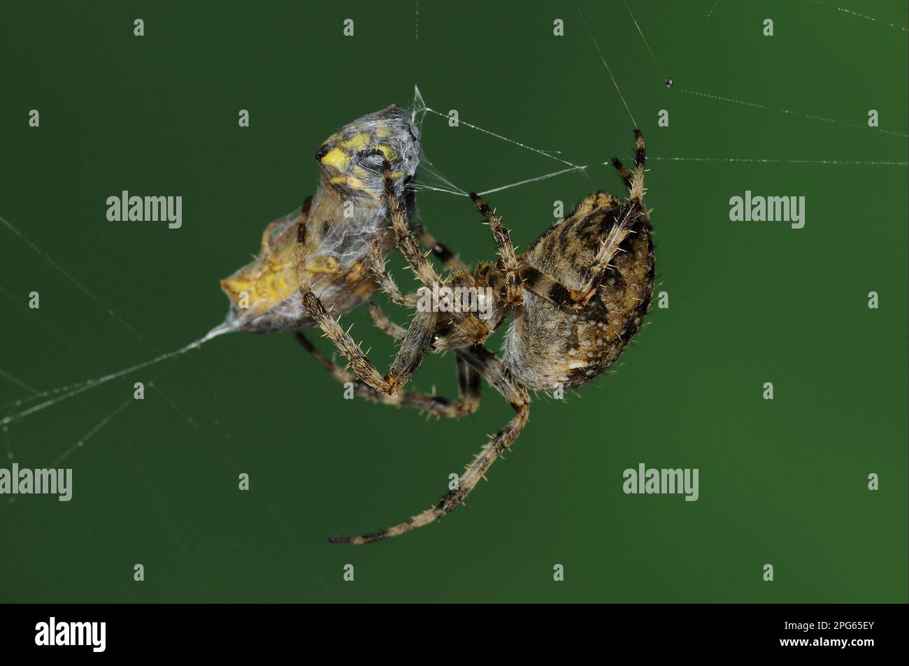 Araignée de jardin européenne adulte (Araneus diadematus) enveloppant la soie autour de la proie de la guêpe commune (Vespula vulgaris) dans le web, Oxfordshire Banque D'Images