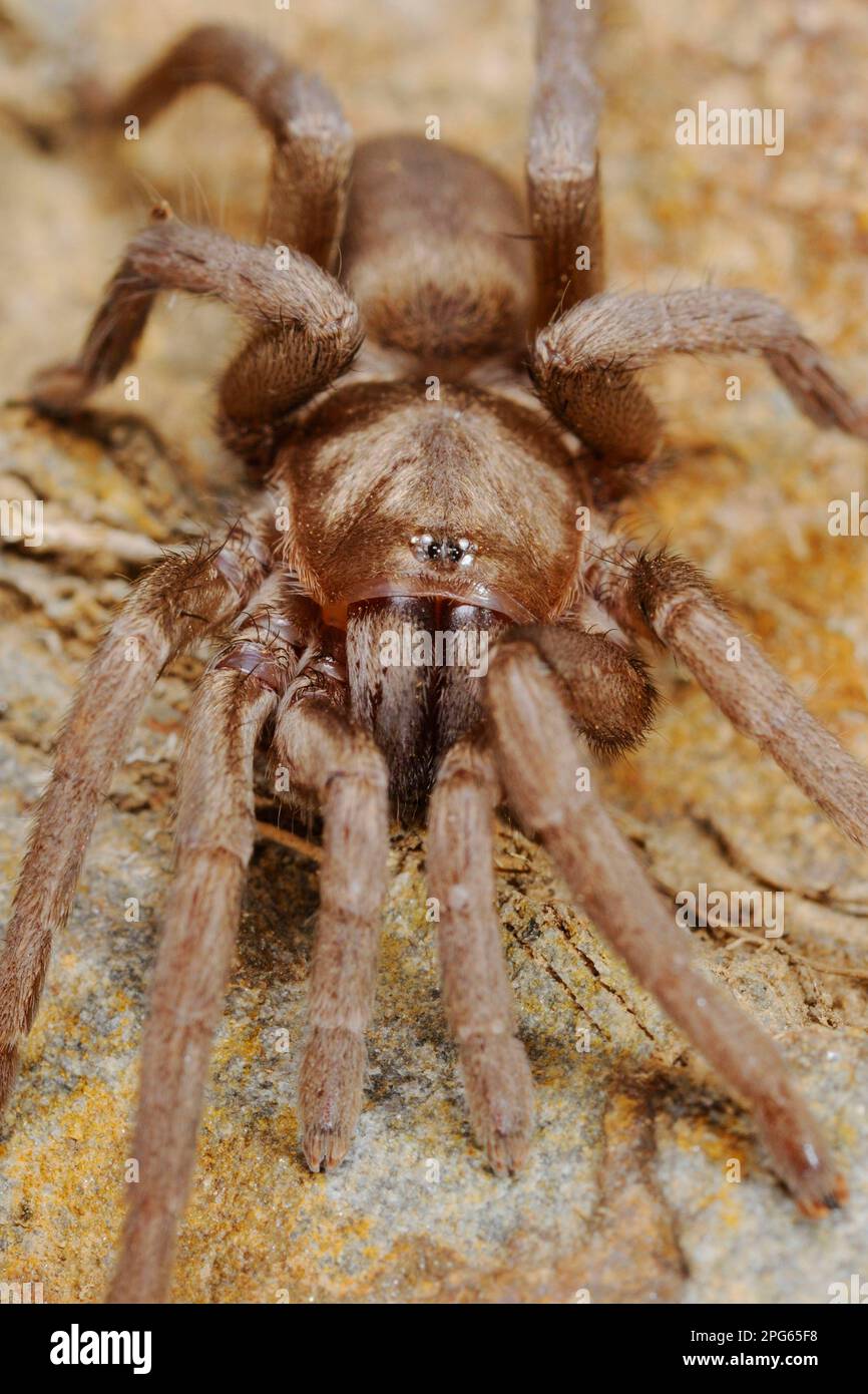 Autres animaux, araignées, Arachnides, animaux, Tarantulas, Araignées de loup, araignée
